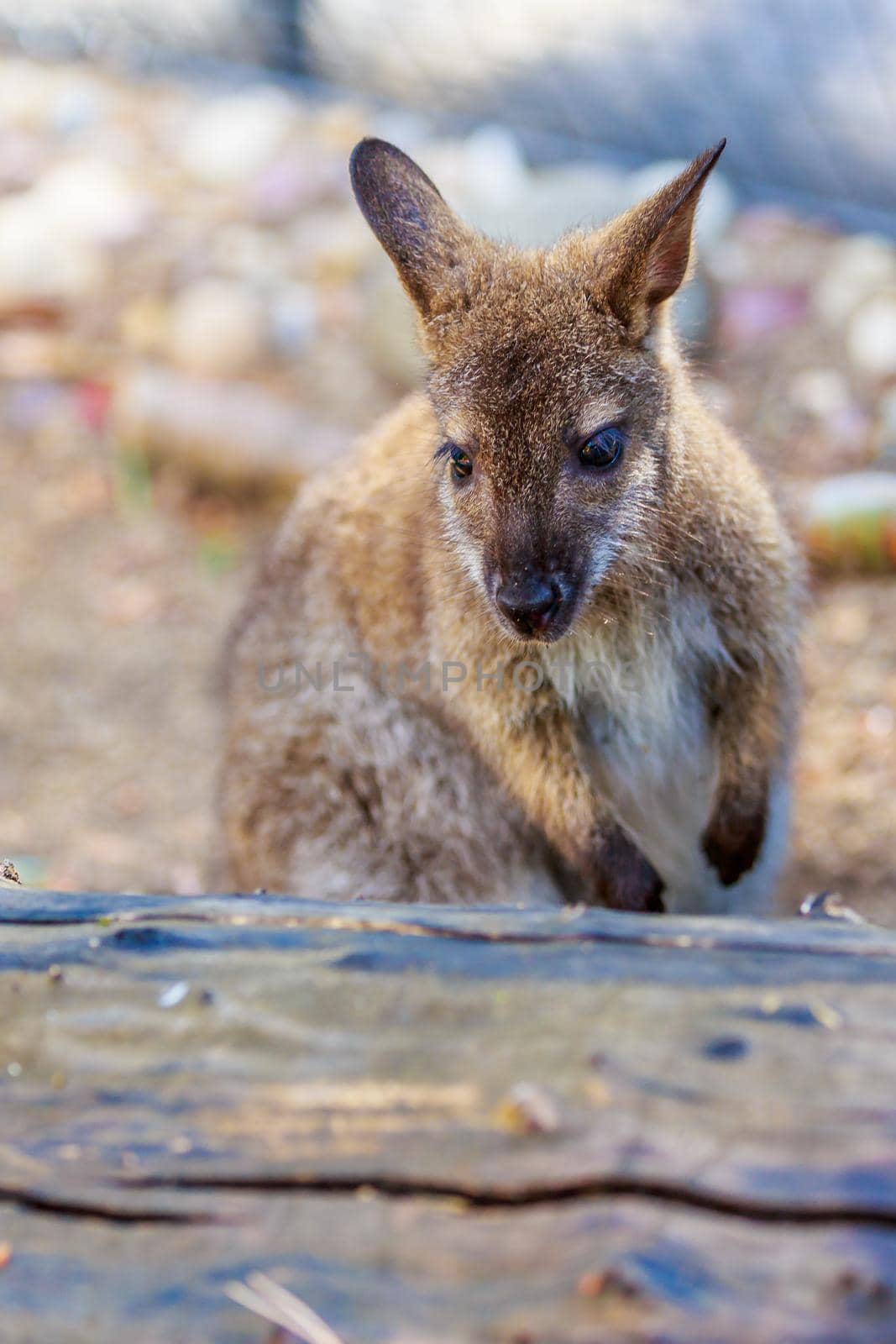 Bennett's Wallaby enjoys leisure time in captivity