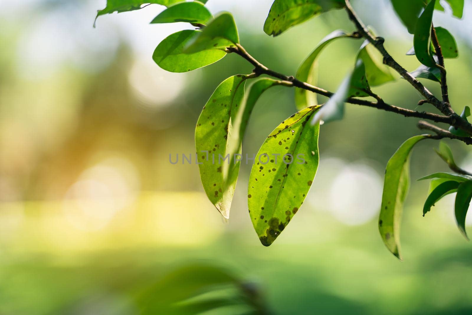 Close up of green leaf at the garden, nature concept