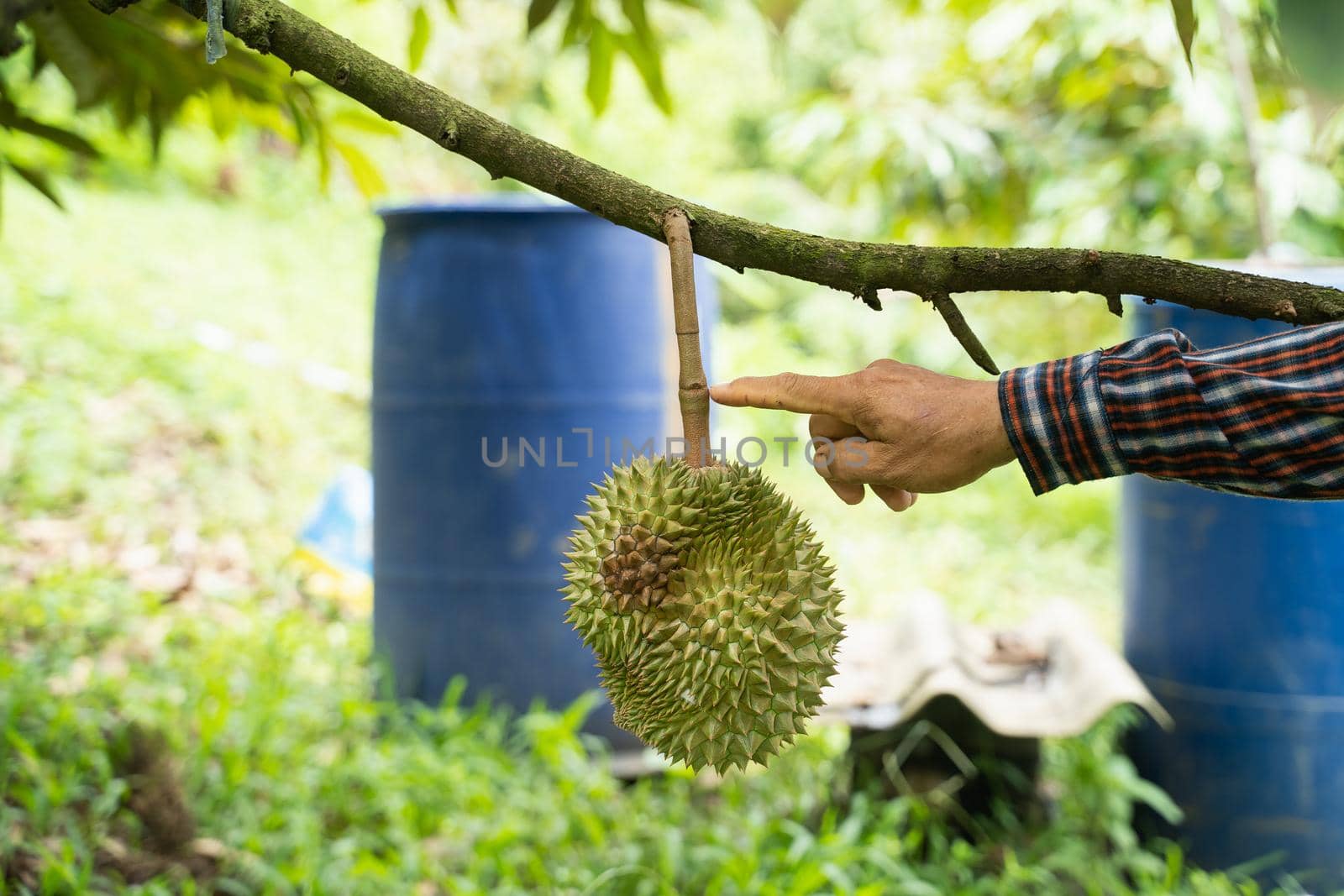 close up of durain on the tree, thailand fruits concept by Wmpix