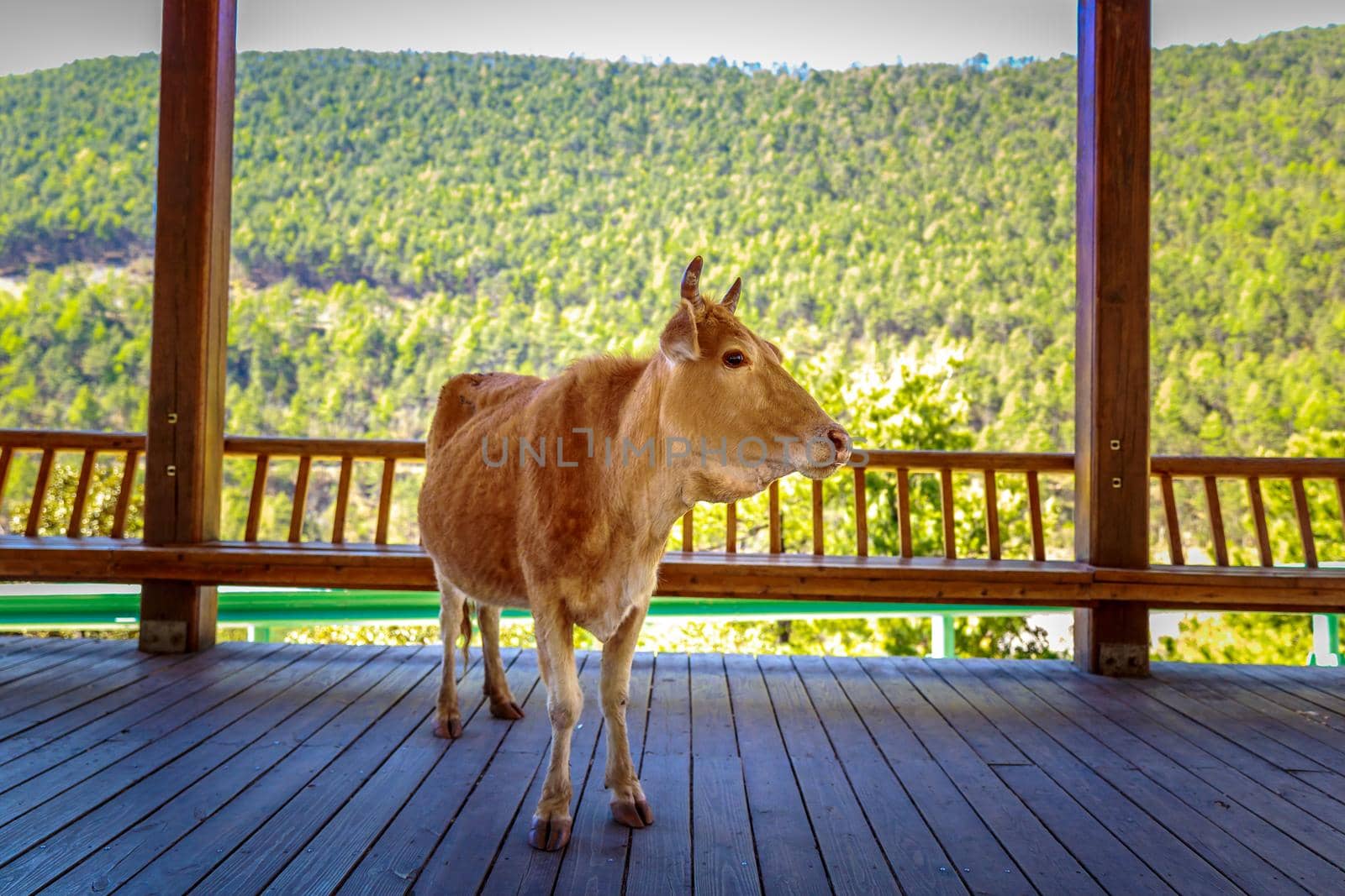 Cow in Cool Shade by gepeng