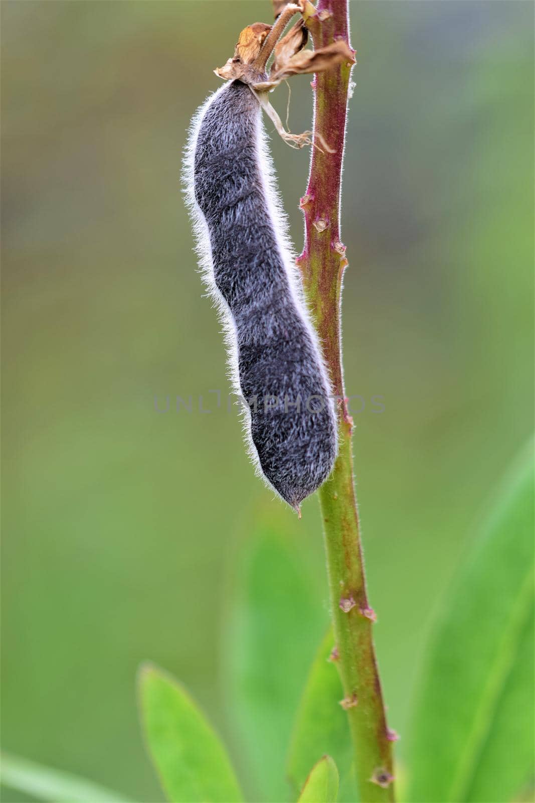 Closeup of a black ripe lupine pod against a blurred green background