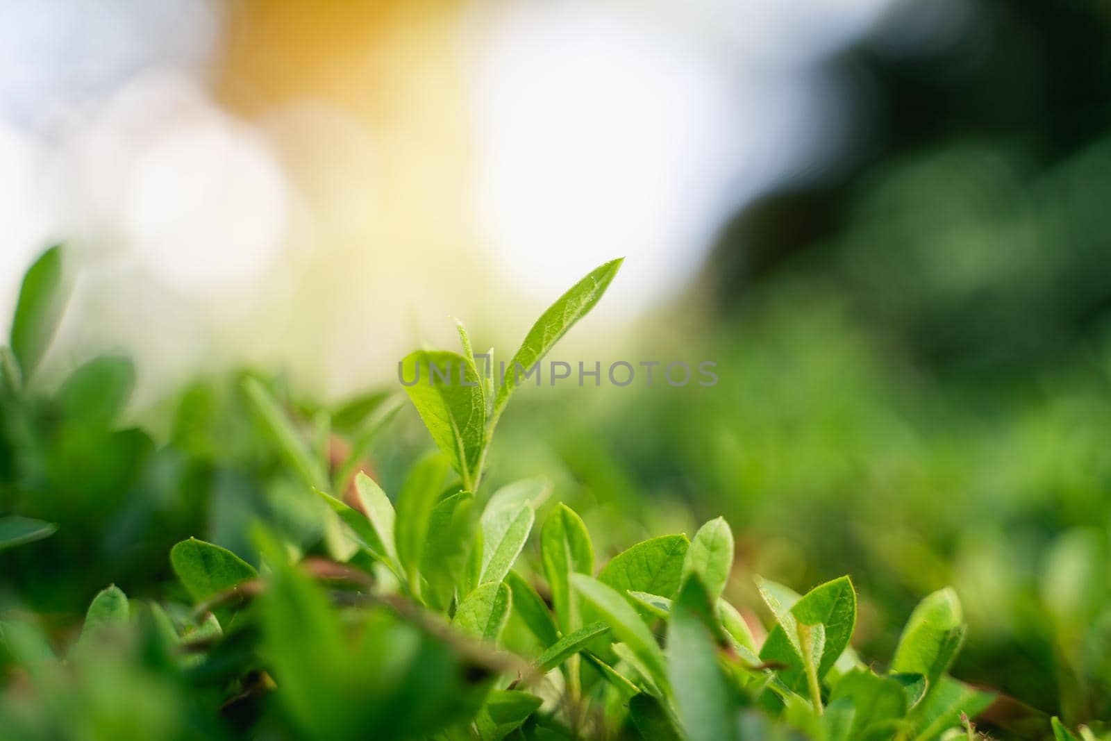 Close up of green leaf at the garden, nature concept