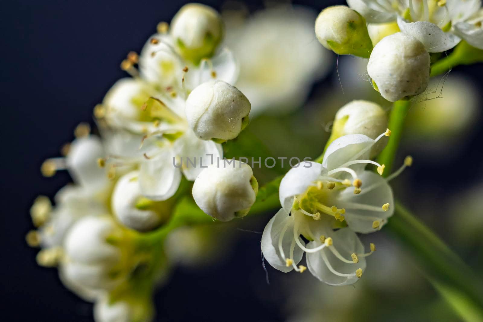 White flowers of mountain ash macro on black background. by Essffes