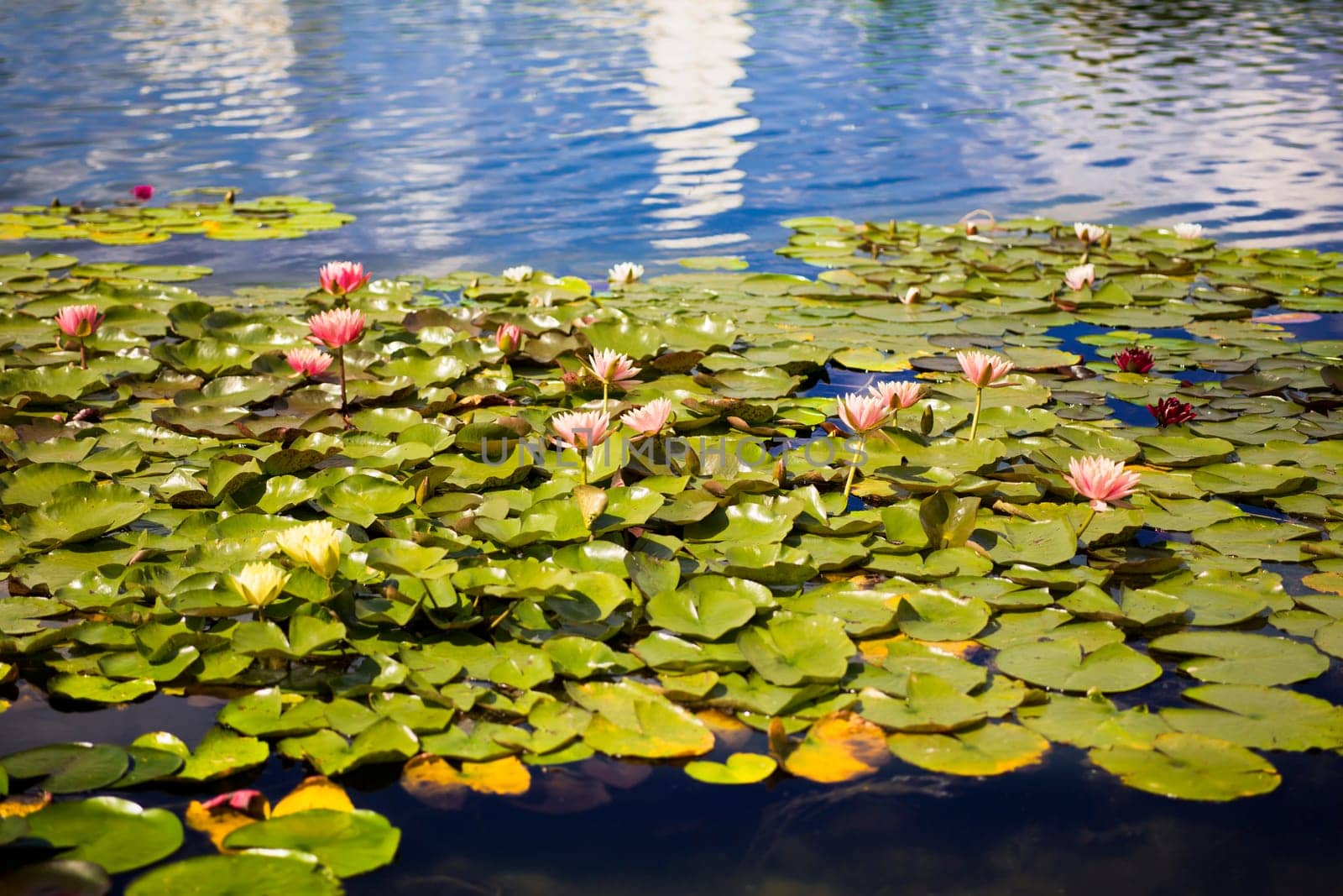 Beautiful pink water lily flowers blooming among green leaves. Nymphaea lotus concept of nature sunlight on lake or pond
