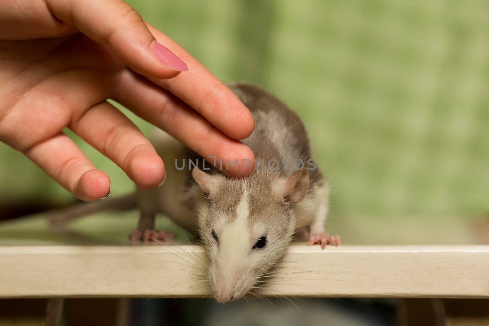 Female hand stroking cute funny fluffy domestic rat by lanart