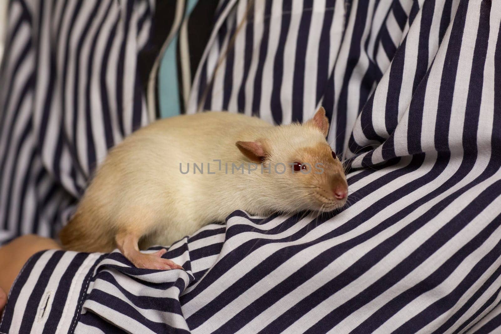Little cute domestic rat point colour sitting on his hind legs, pat in caring hands of owner