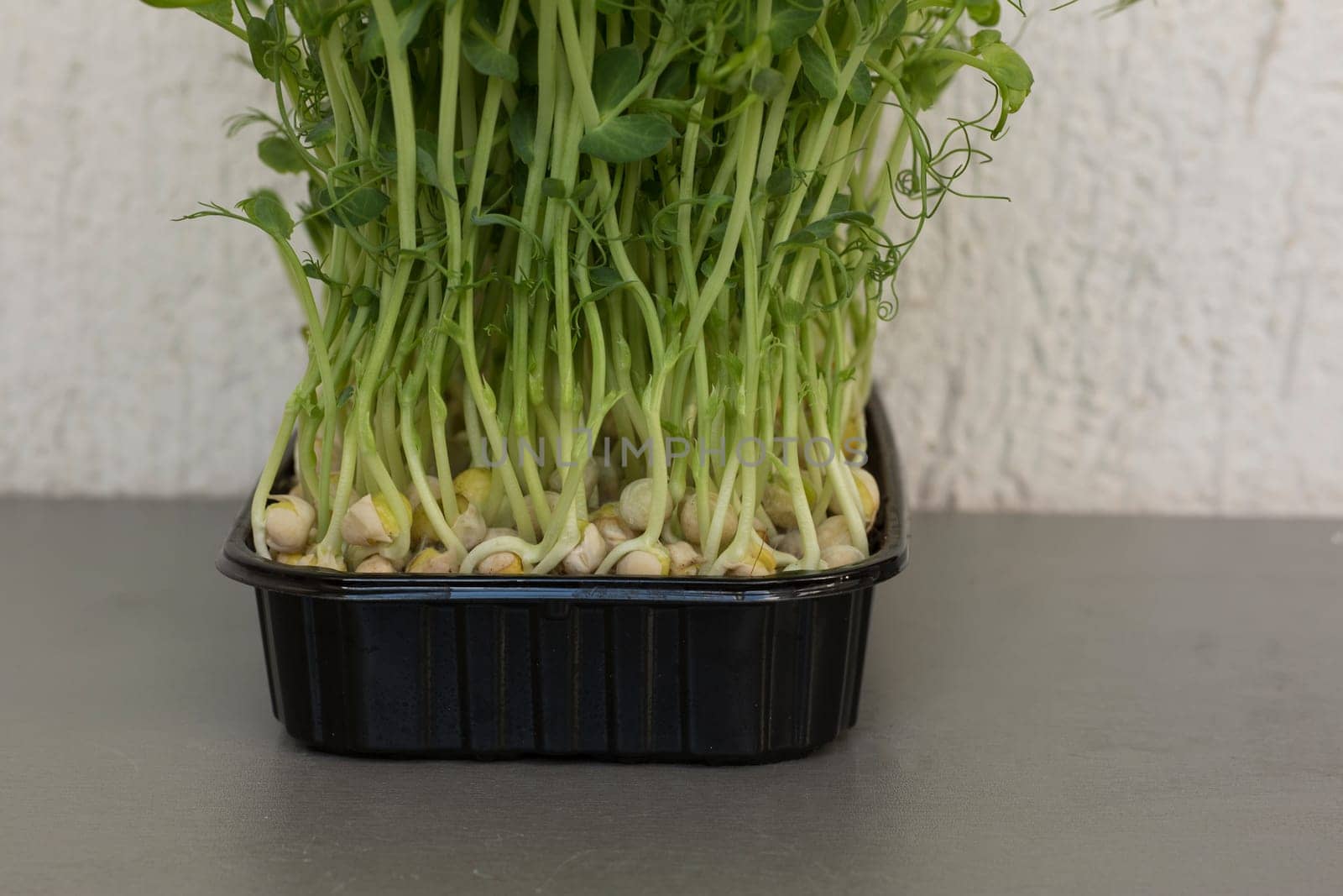 Close-up of peas microgreens with seeds and roots. Sprouting Microgreens. Seed Germination at home. Vegan and healthy eating concept. Micro greens. Growing sprouts