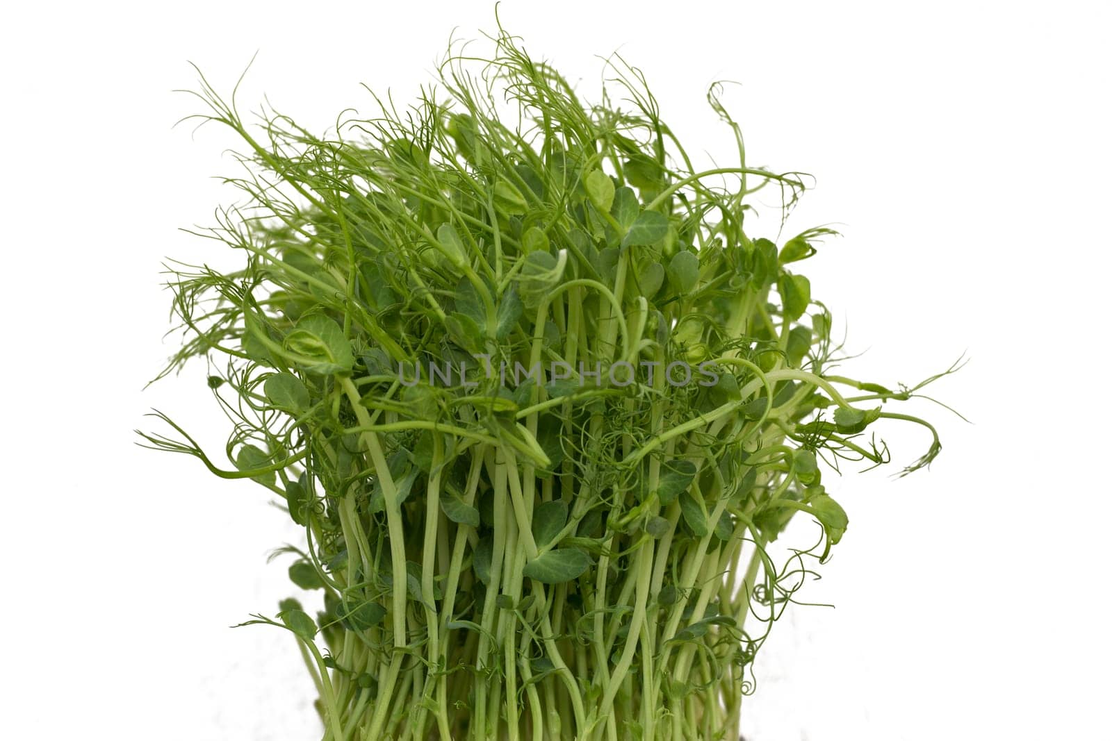 Close-up of peas microgreens with seeds and roots. Sprouting Microgreens. Seed Germination at home. Vegan and healthy eating concept. Micro greens. Growing sprouts. Isolated on white background