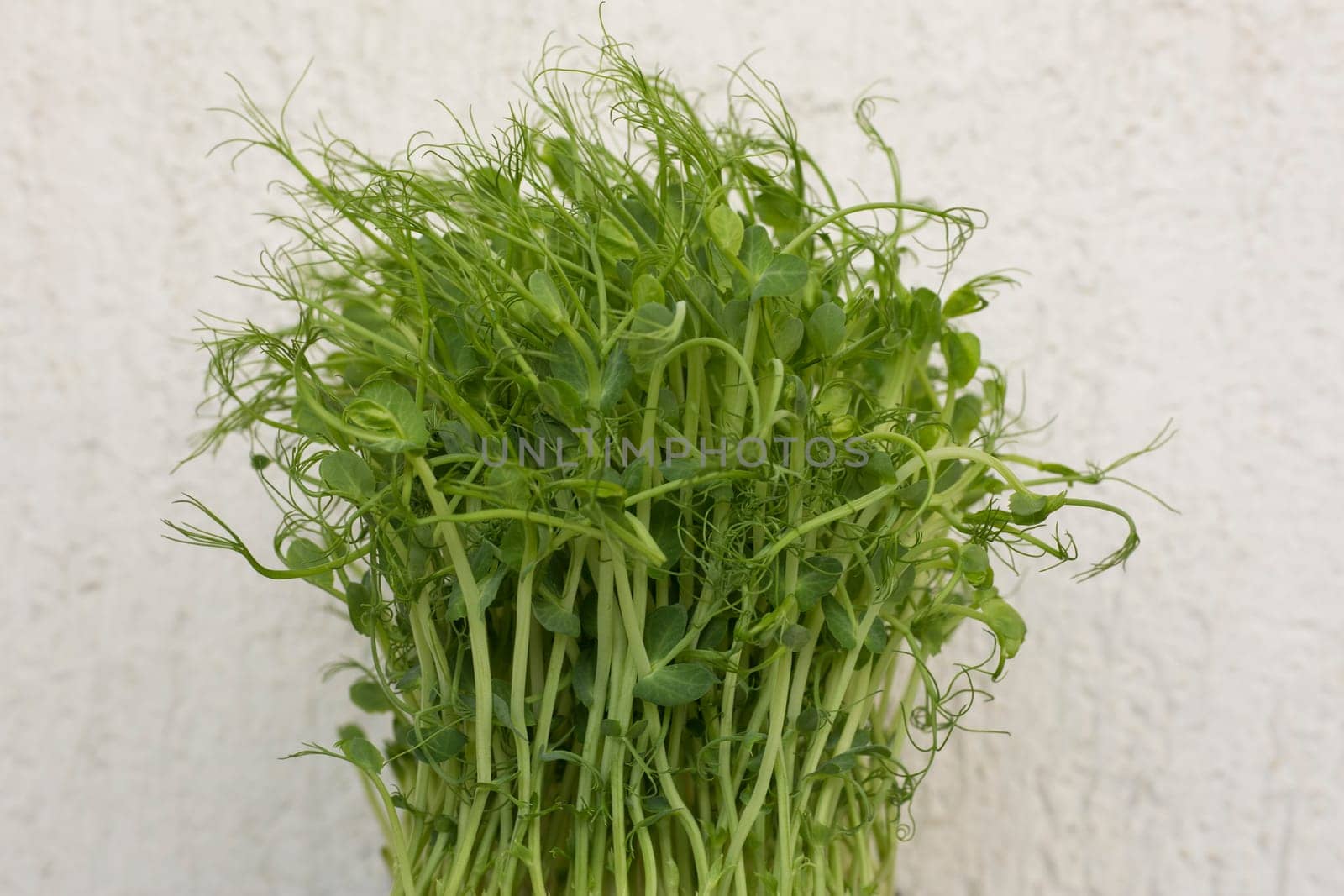 Close-up of peas microgreens with seeds and roots. Sprouting Microgreens. Seed Germination at home. Vegan and healthy eating concept. Micro greens. Growing sprouts. Isolated on white background