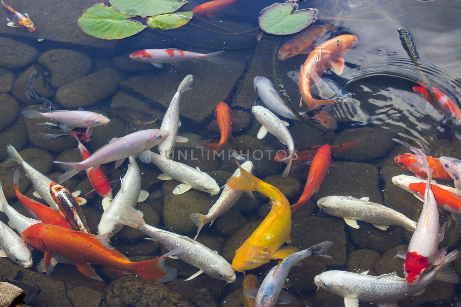 Koi Carp Fish swims among water lily in the water by lanart