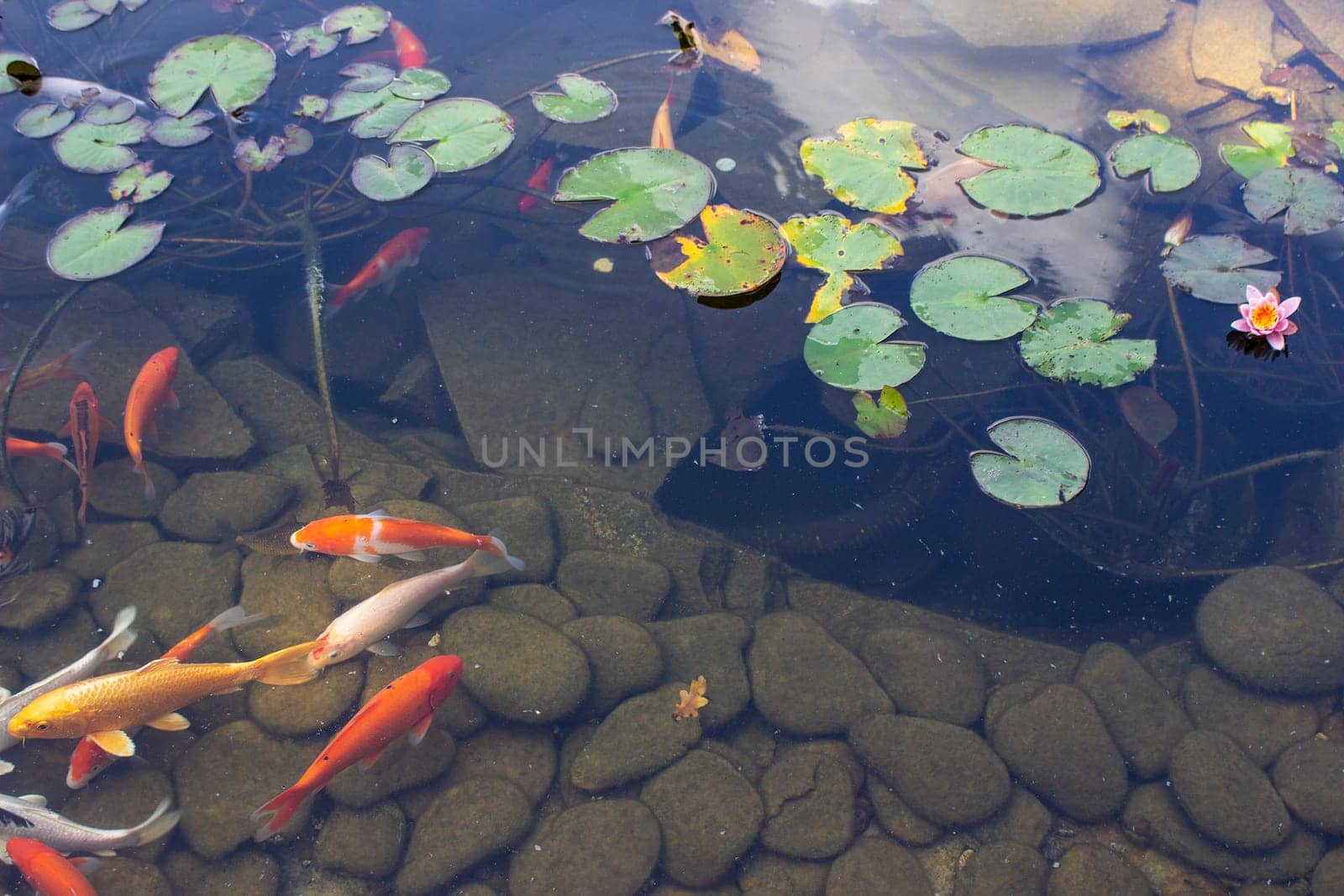 Koi Pond Carp Fish swims among water lily in the water slowly in the park