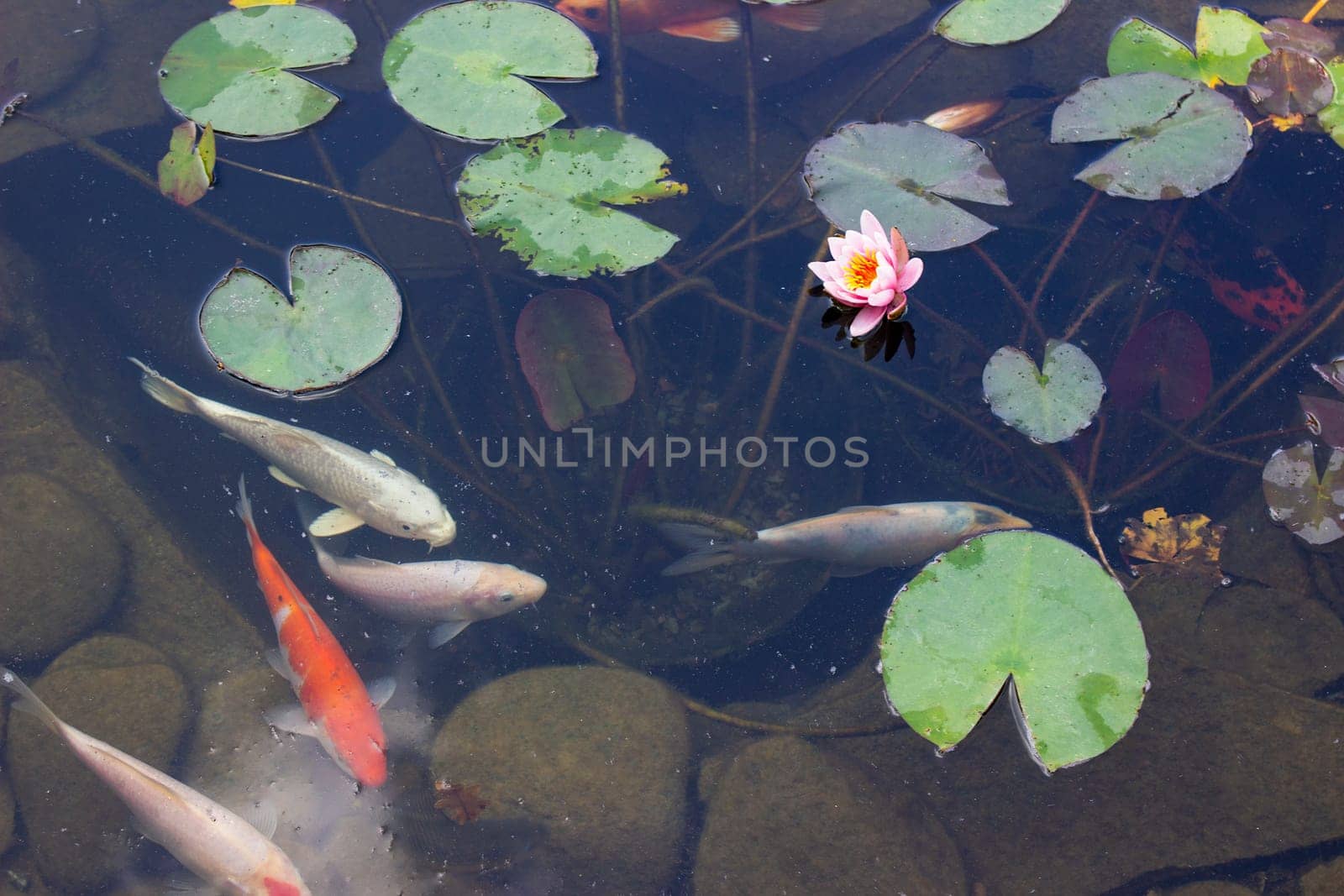 Koi Pond Carp Fish swims among water lily in the water slowly in the park