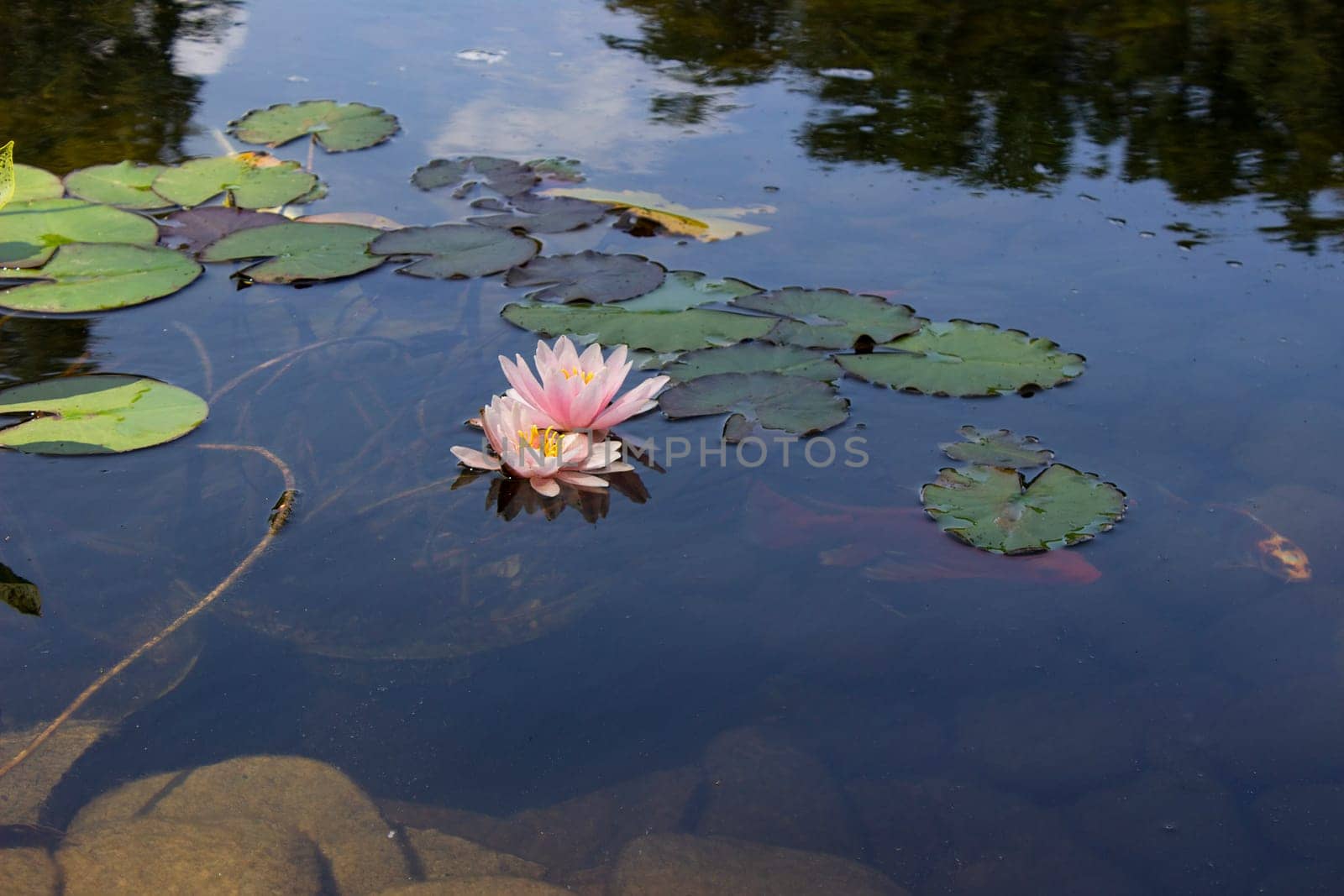 Koi Pond Carp Fish swims among water lily in the water slowly in the park