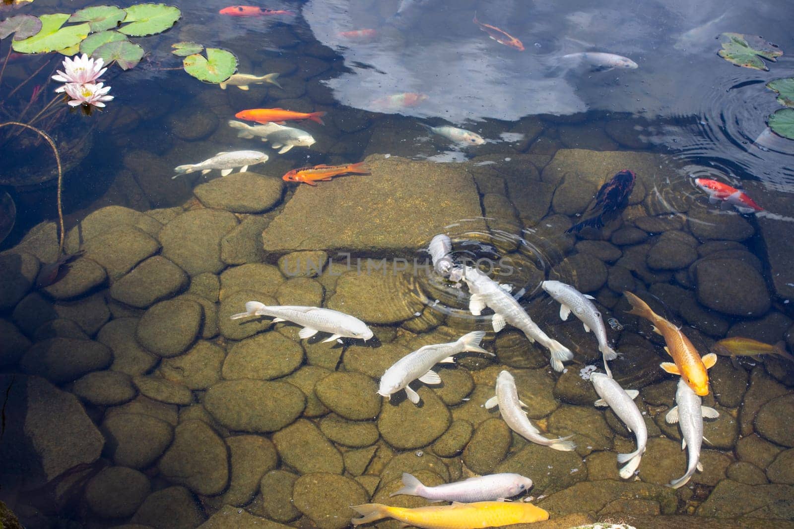 Koi Pond Carp Fish swims among water lily in the water slowly in the park