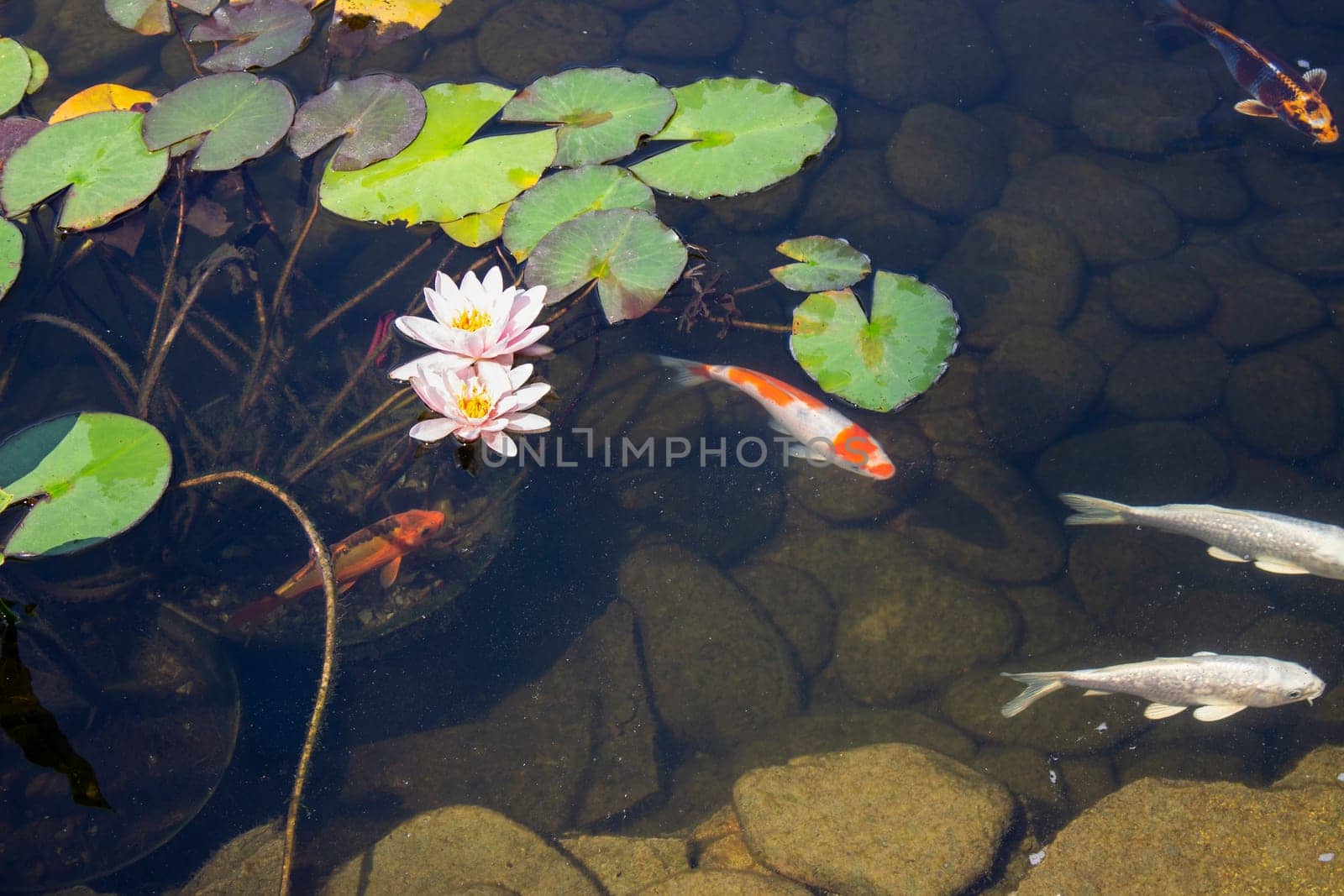 Koi Carp Fish swims among water lily in the water by lanart