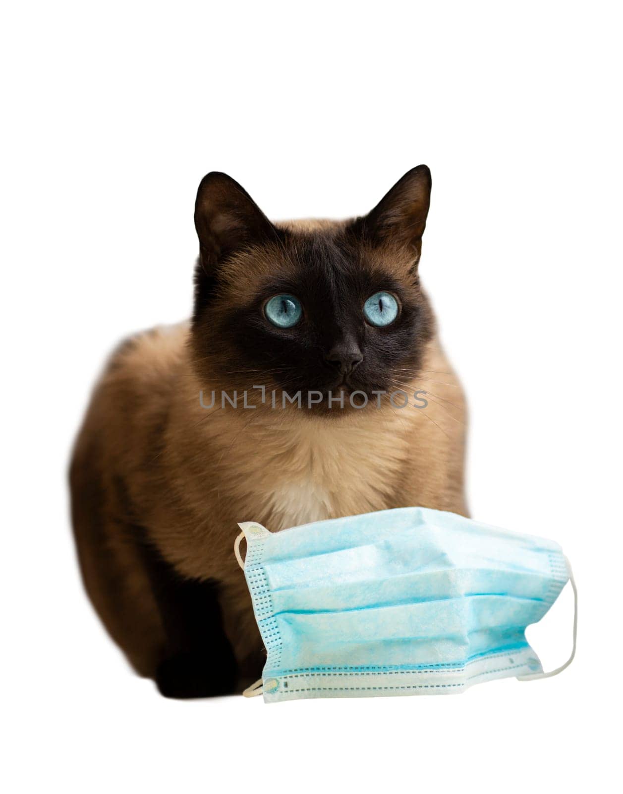 Cat and protective facial mask  during quarantine. Isolated over white background