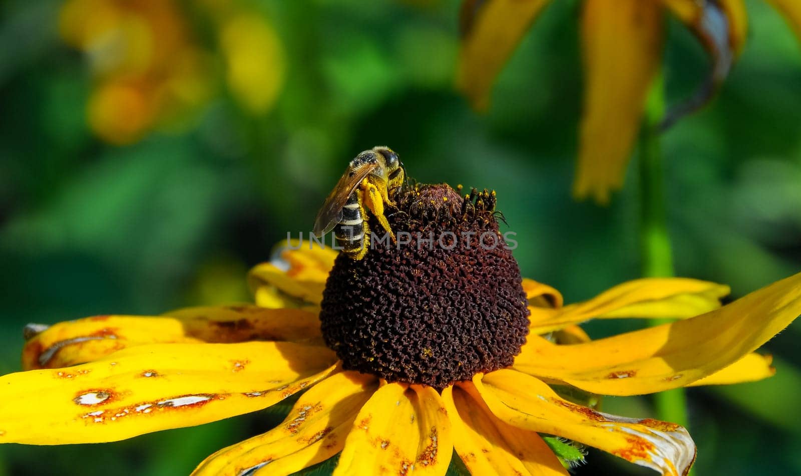 Coneflowers (Rudbeckia), a bee collects nectar on a flower
