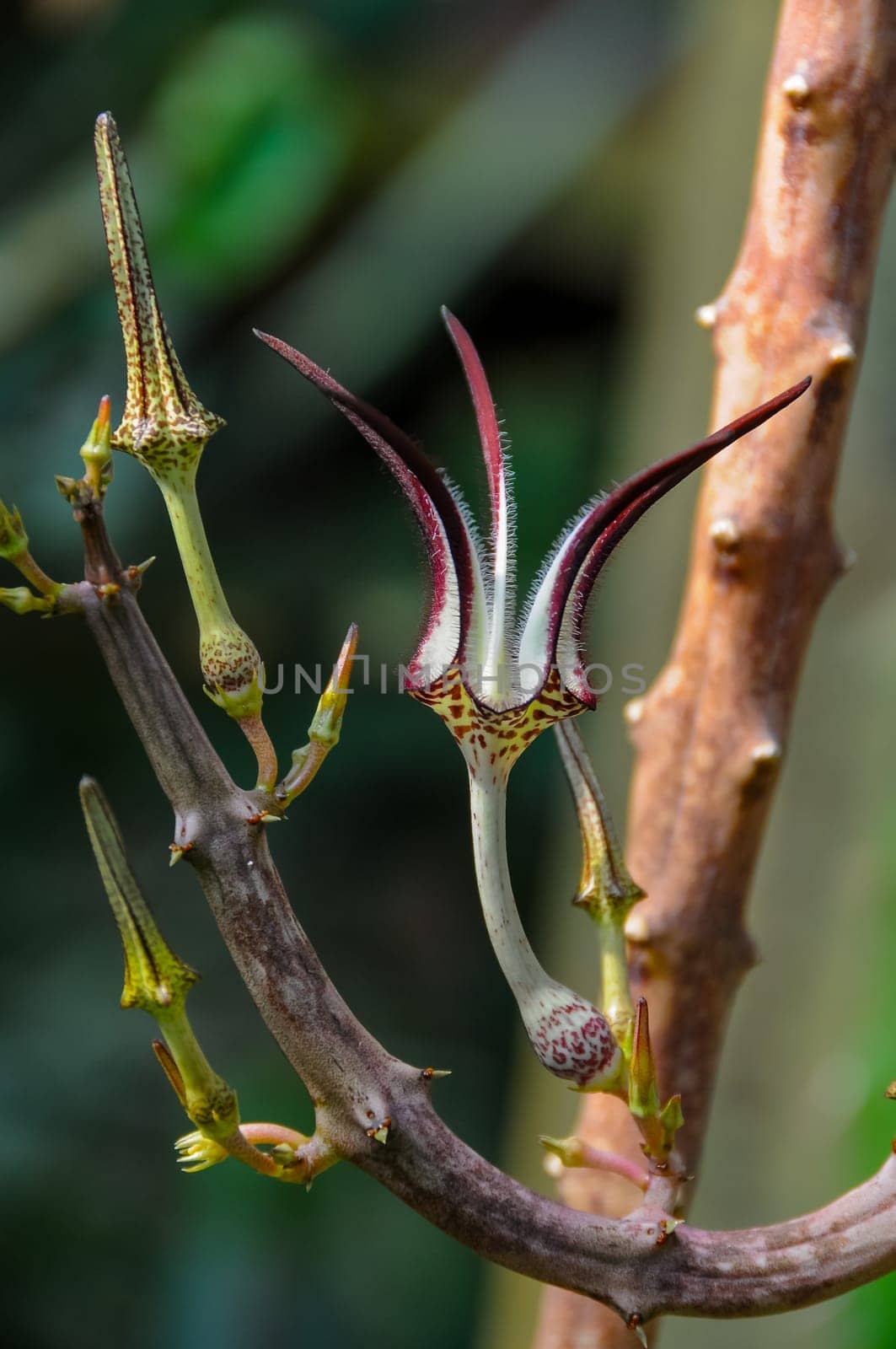 The original flower of the dangling Ceropegia sp. plant in the botanical garden collection