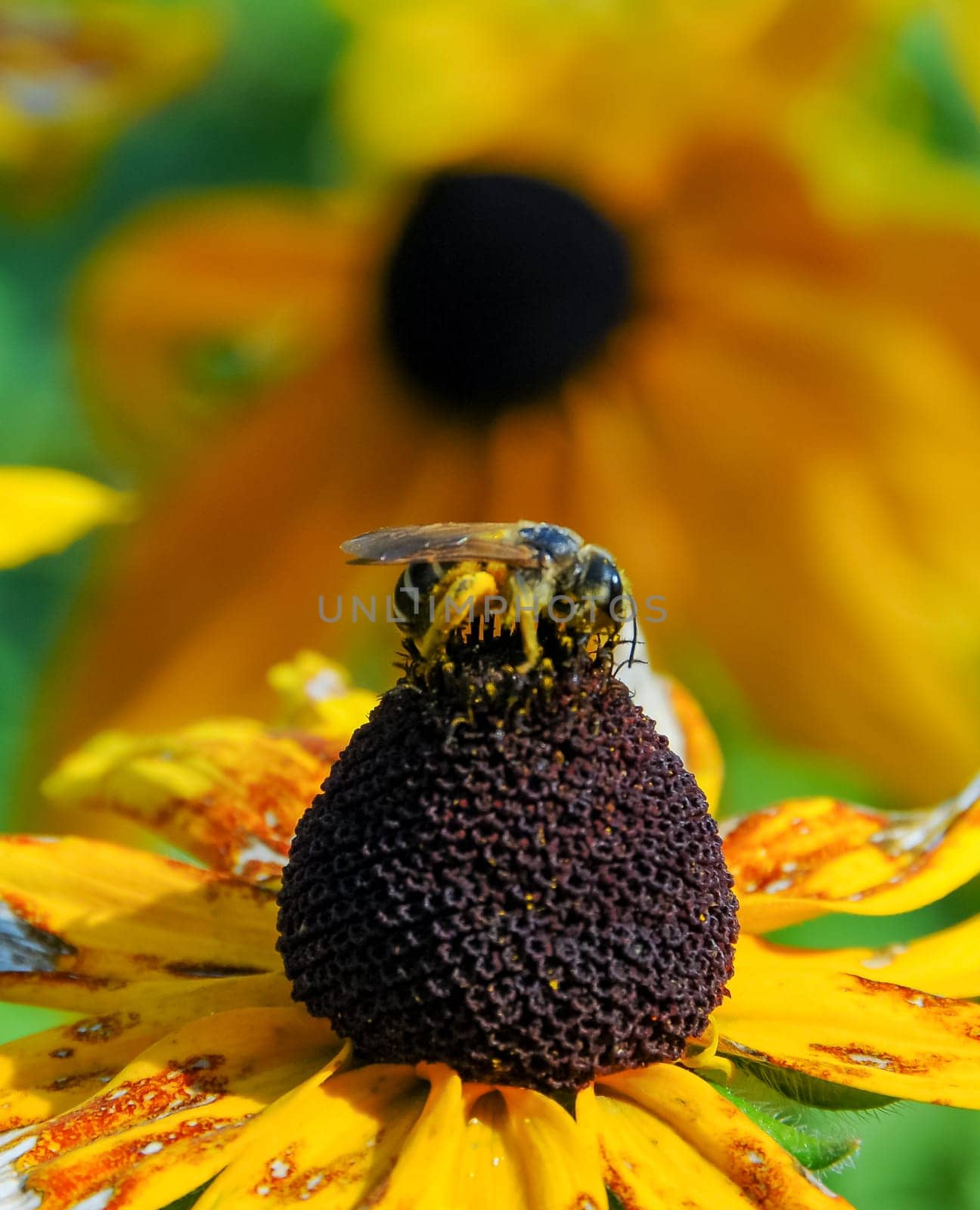 Coneflowers (Rudbeckia), a bee collects nectar on a flower