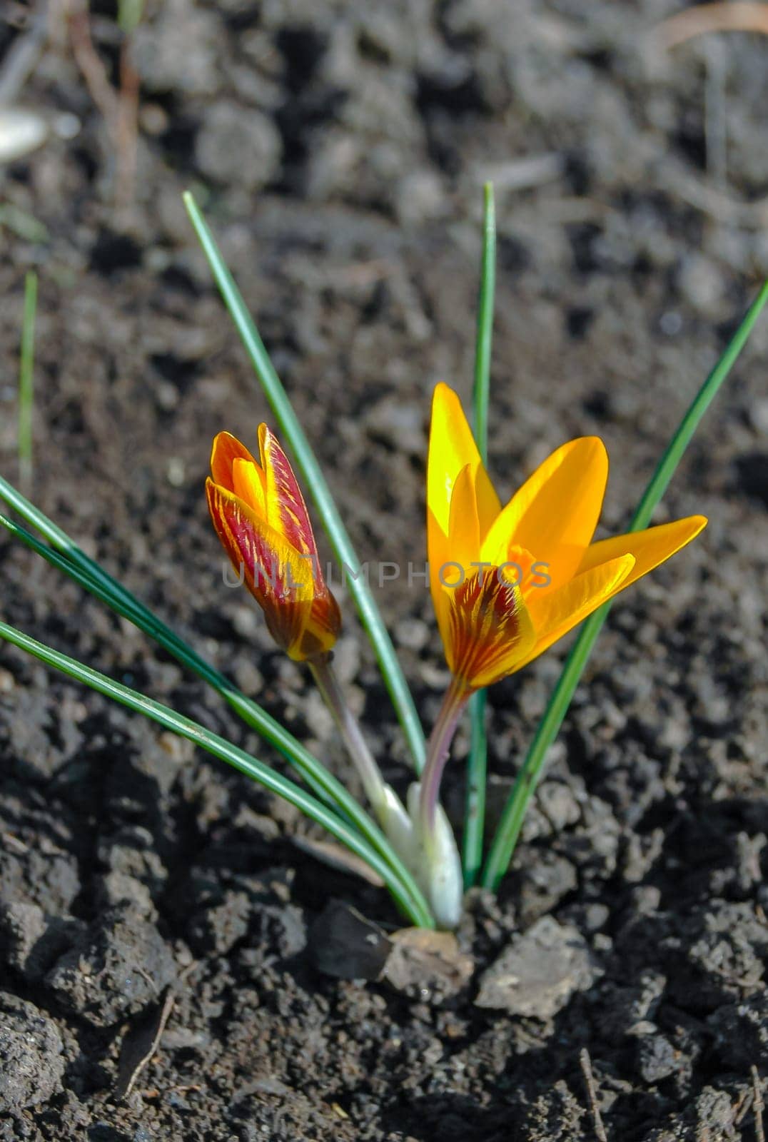 Yellow crocus Dorothy  blooms in spring in the garden