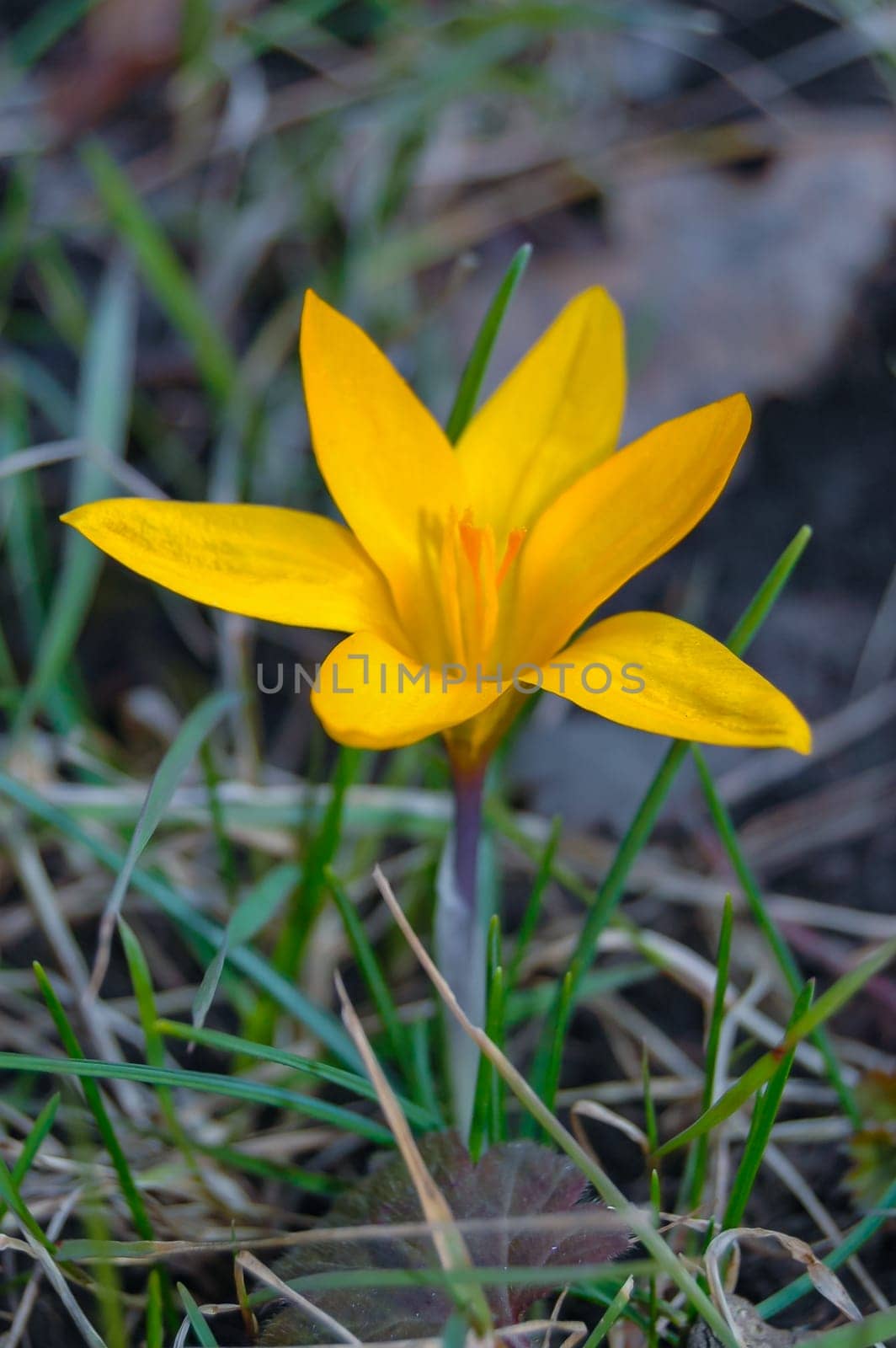 Yellow crocus Dorothy  blooms in spring in the garden