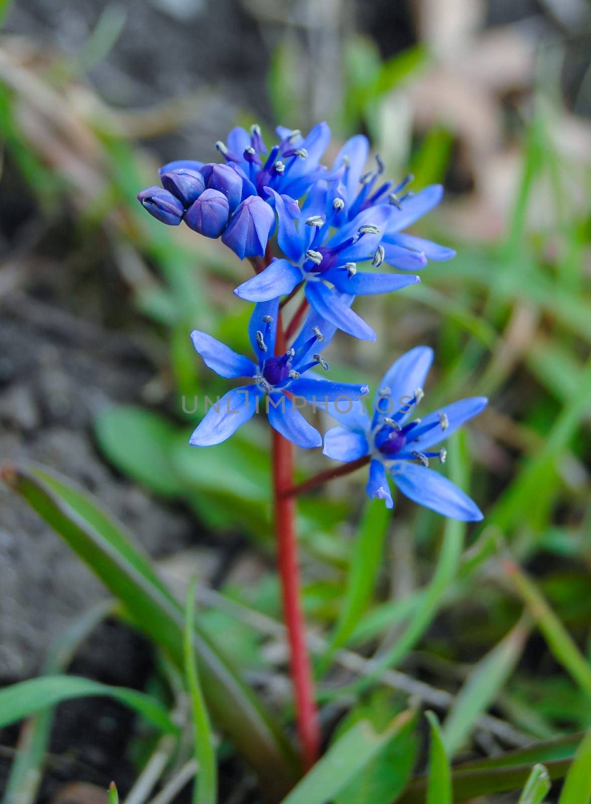 (Scilla bifolia), forest plant blooming in early spring with blue flowers