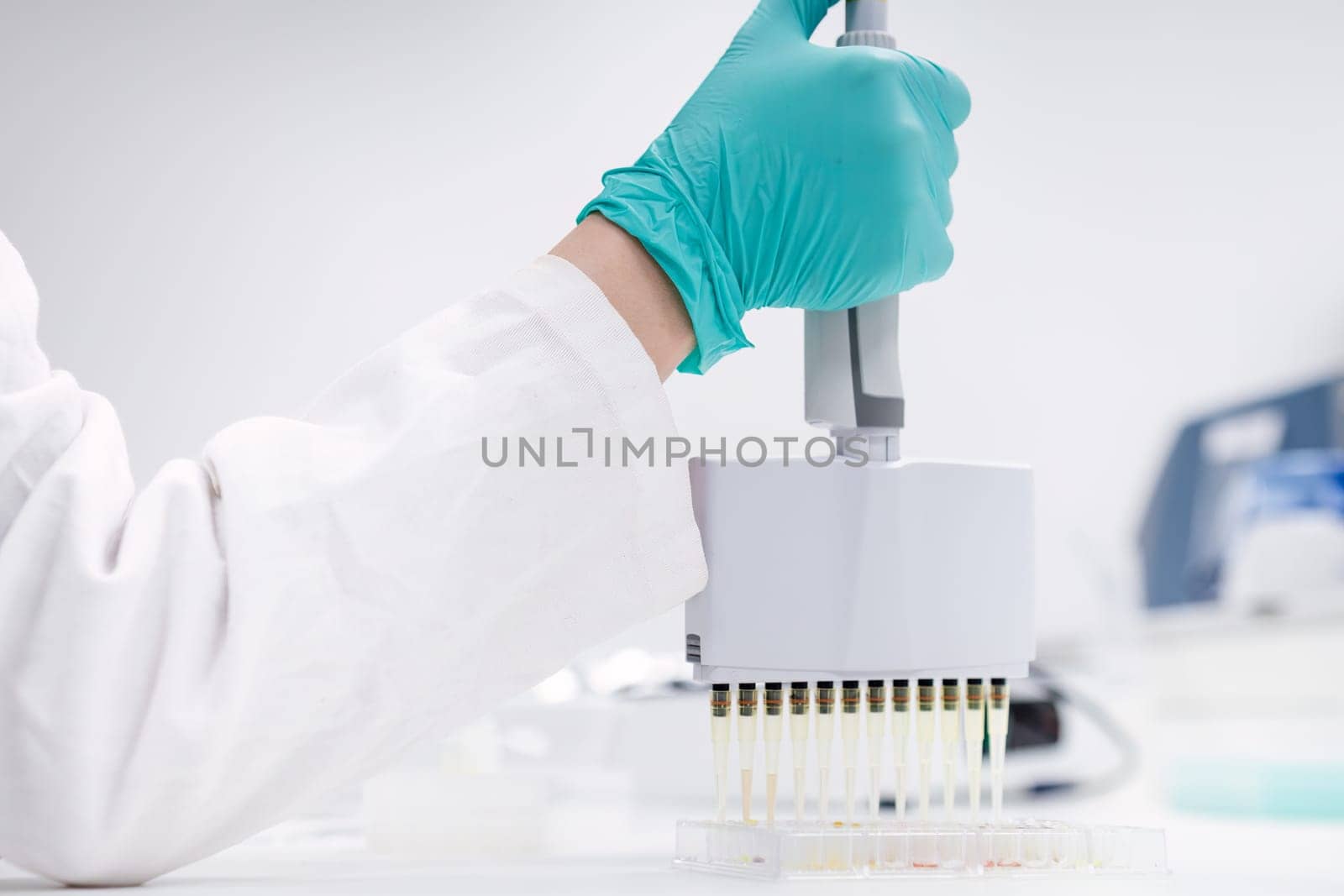 Scientist employs a multichannel pipette dispenser to load microplates for microbiological analysis by vladimka