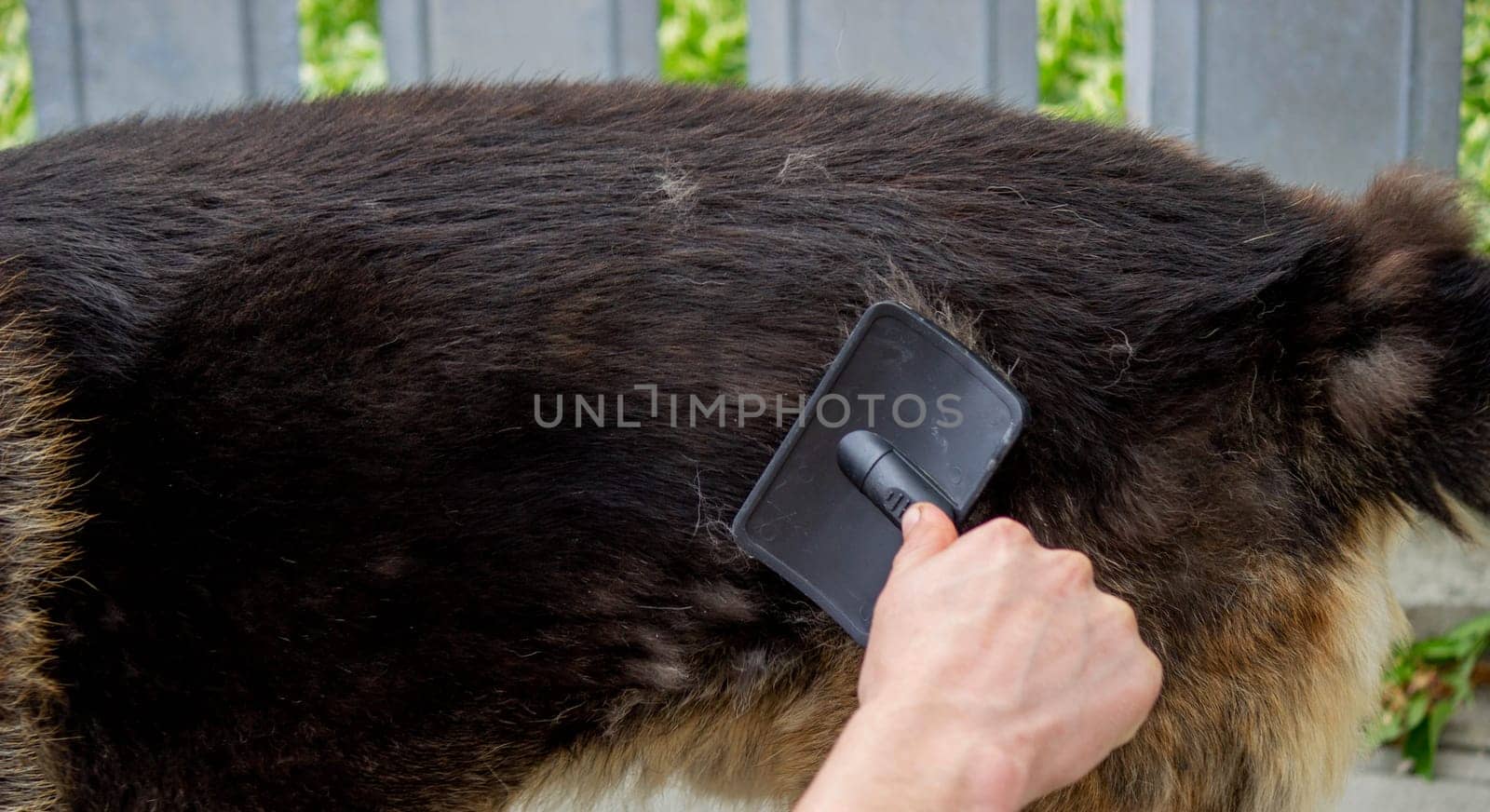 a man combs a dog's fur with a brush. Selective focus
