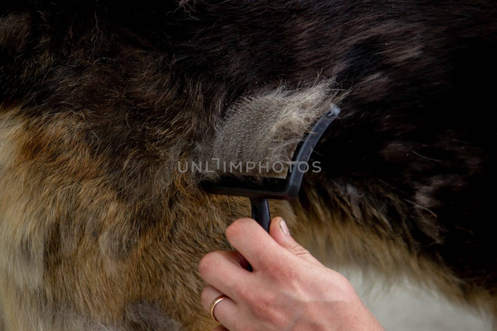 a man combs a dog's fur with a brush. Selective focus