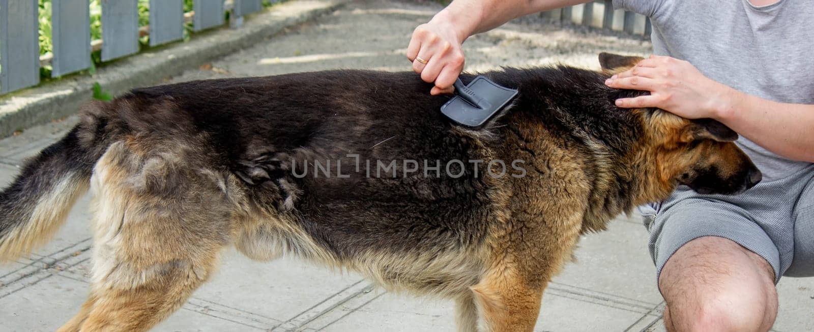 a man combs a dog's fur with a brush. Selective focus