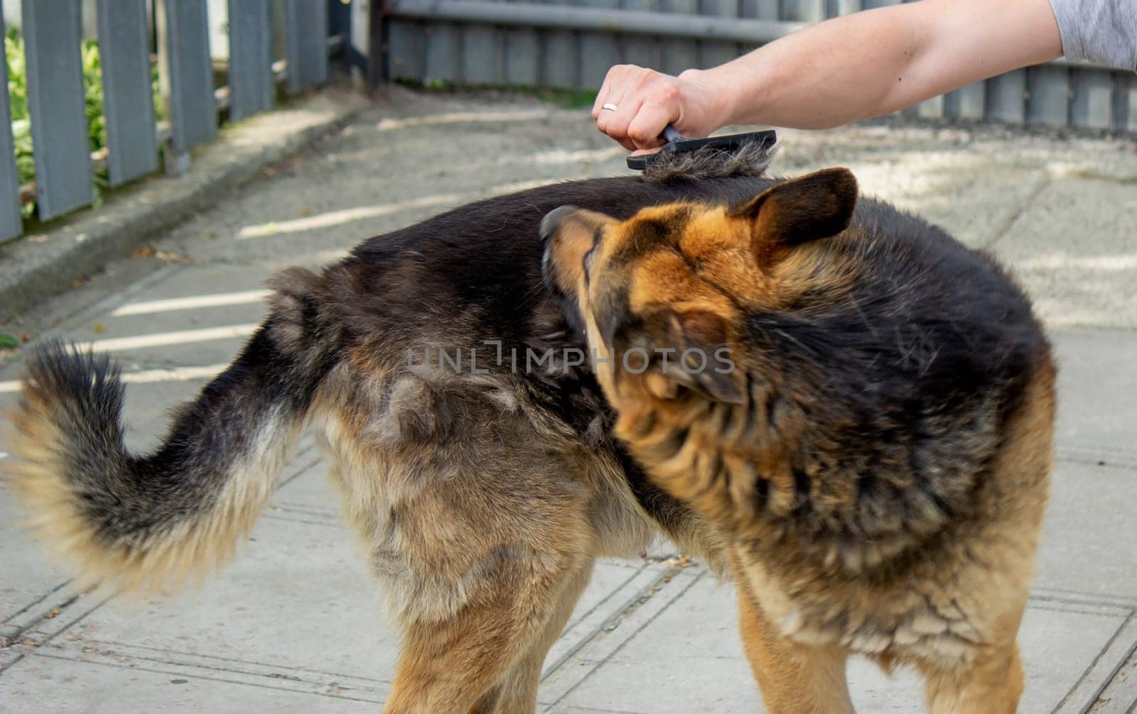 a man combs a dog's fur with a brush. Selective focus