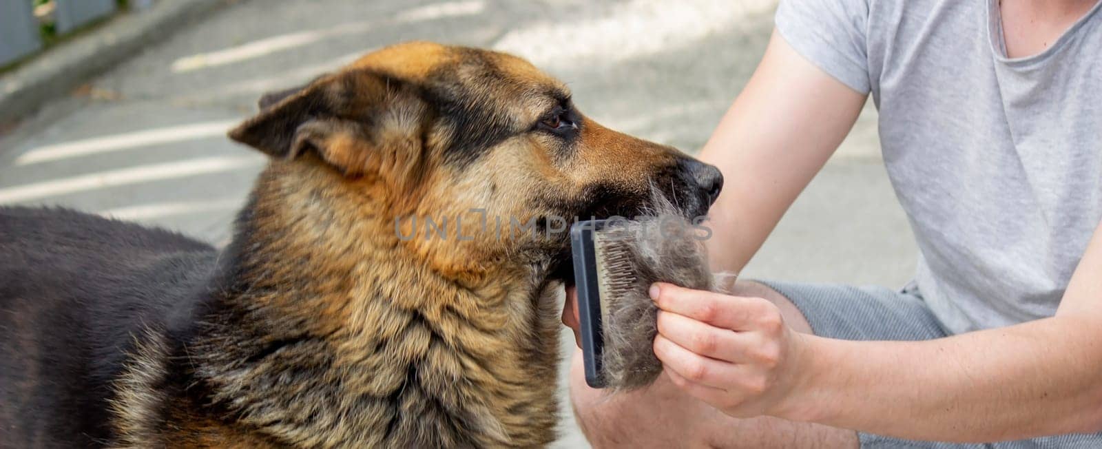 a man combs a dog's fur with a brush. Selective focus