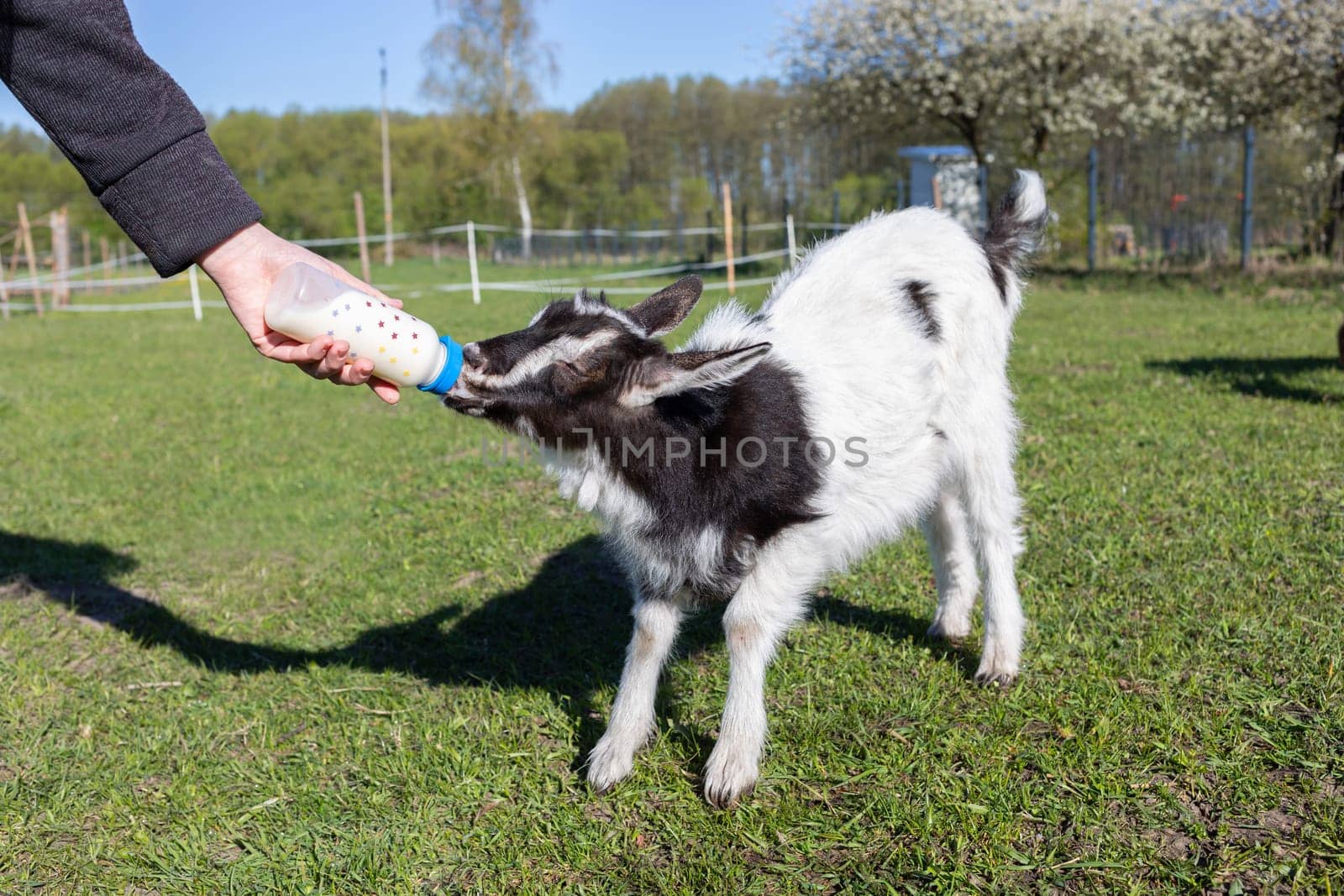 Someone Feeds Milk Babies Goat From Bottle On Farm In Summer Or Spring Time. Domestic Animals Care, Raising. Meadow, Green Blooming Trees On Background. Horizontal Plane by netatsi