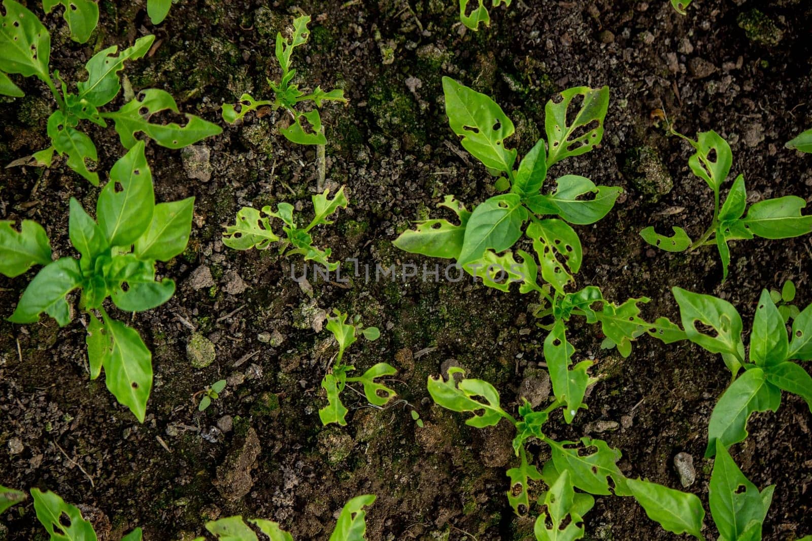 pepper seedlings are eaten by bugs. Selective focus