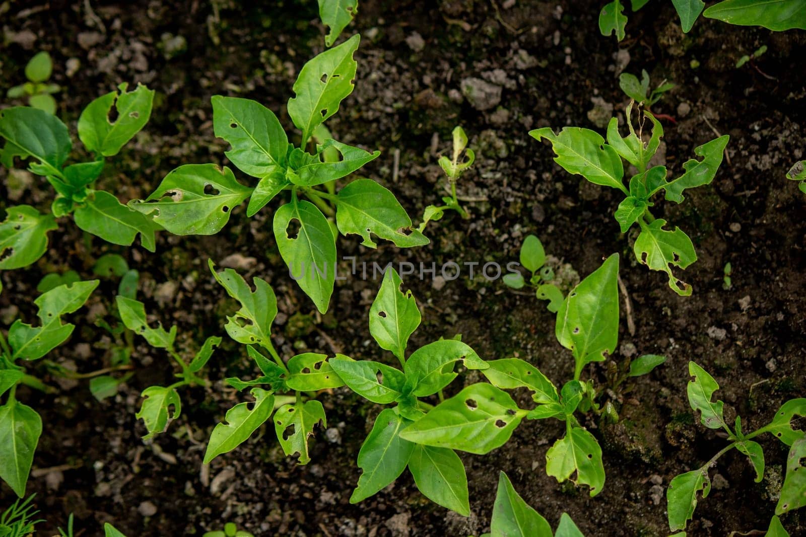 pepper seedlings are eaten by bugs. Selective focus