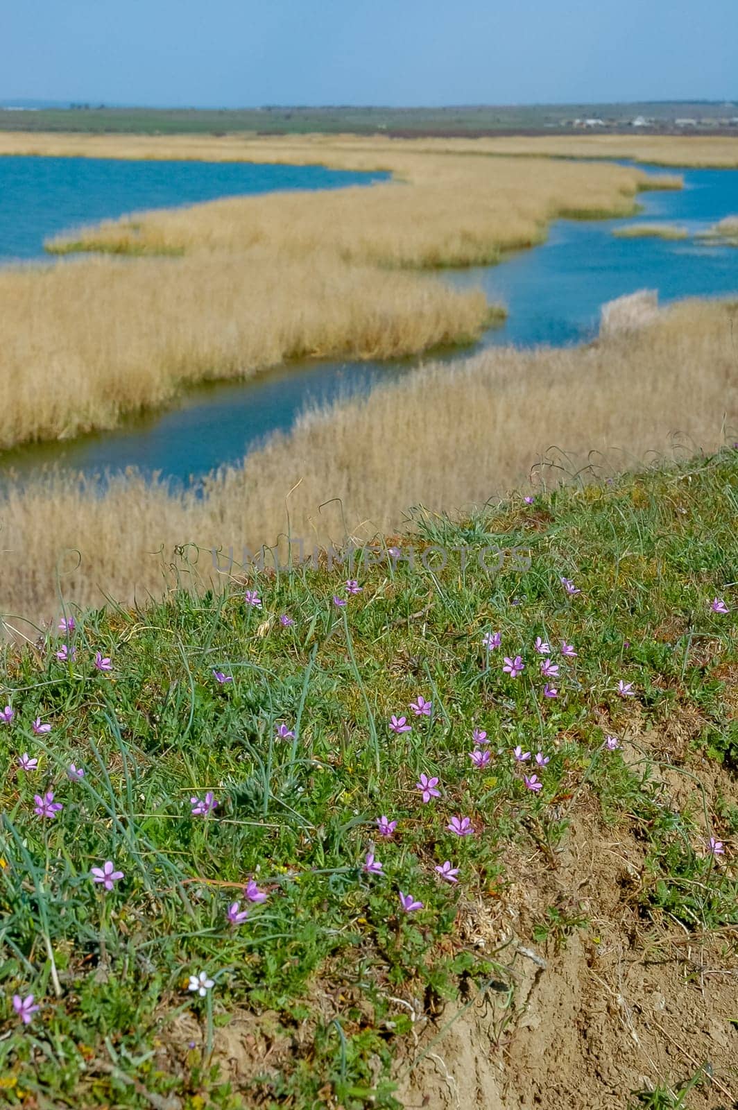 Wetlands, Shore of the lake in spring, yellow dry reeds along the shore of Lake Yalpug