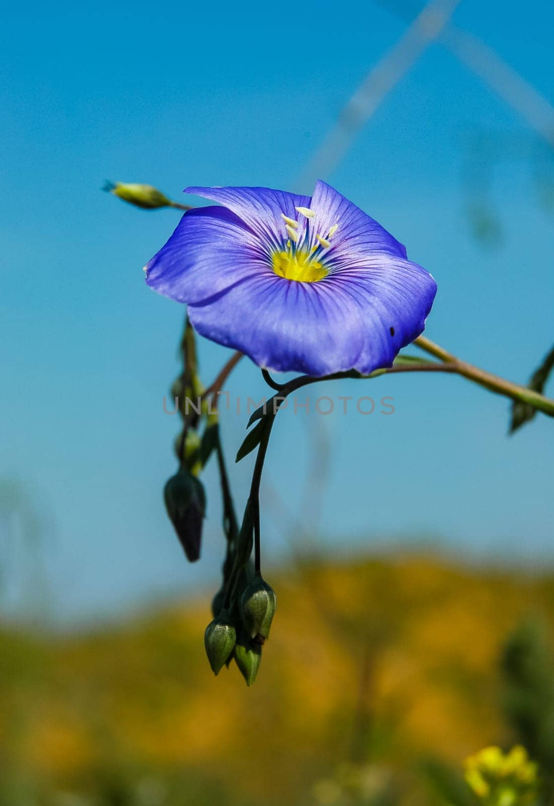 (Linum lewisii), A blue flowering plant in the wild
