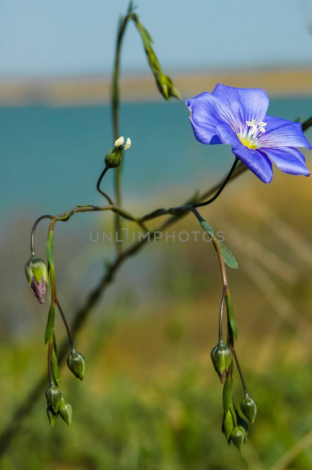 (Linum lewisii), A blue flowering plant in the wild