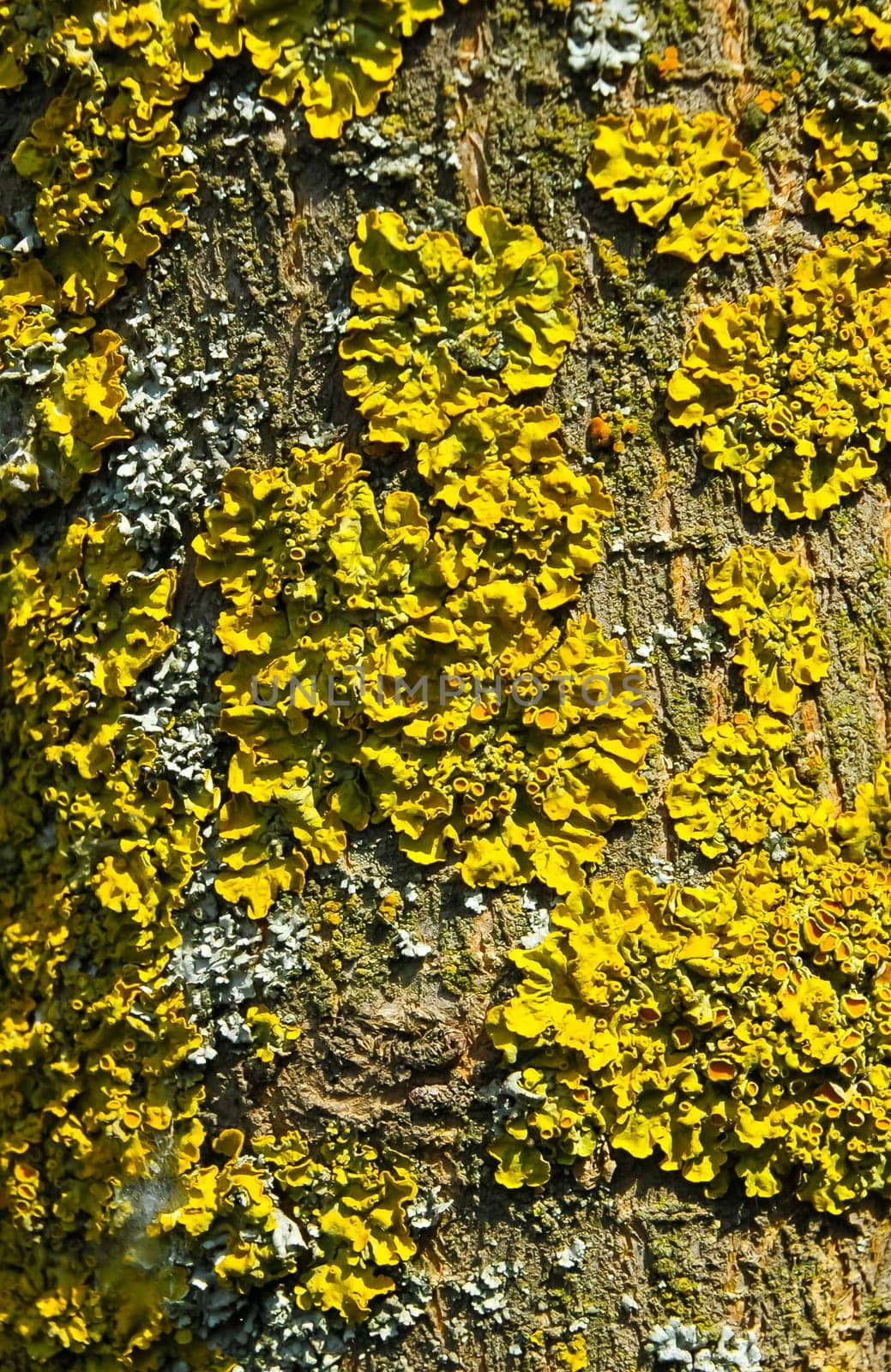 Yellow lichen on the trunk of an old tree, symbiosis of fungus and algae
