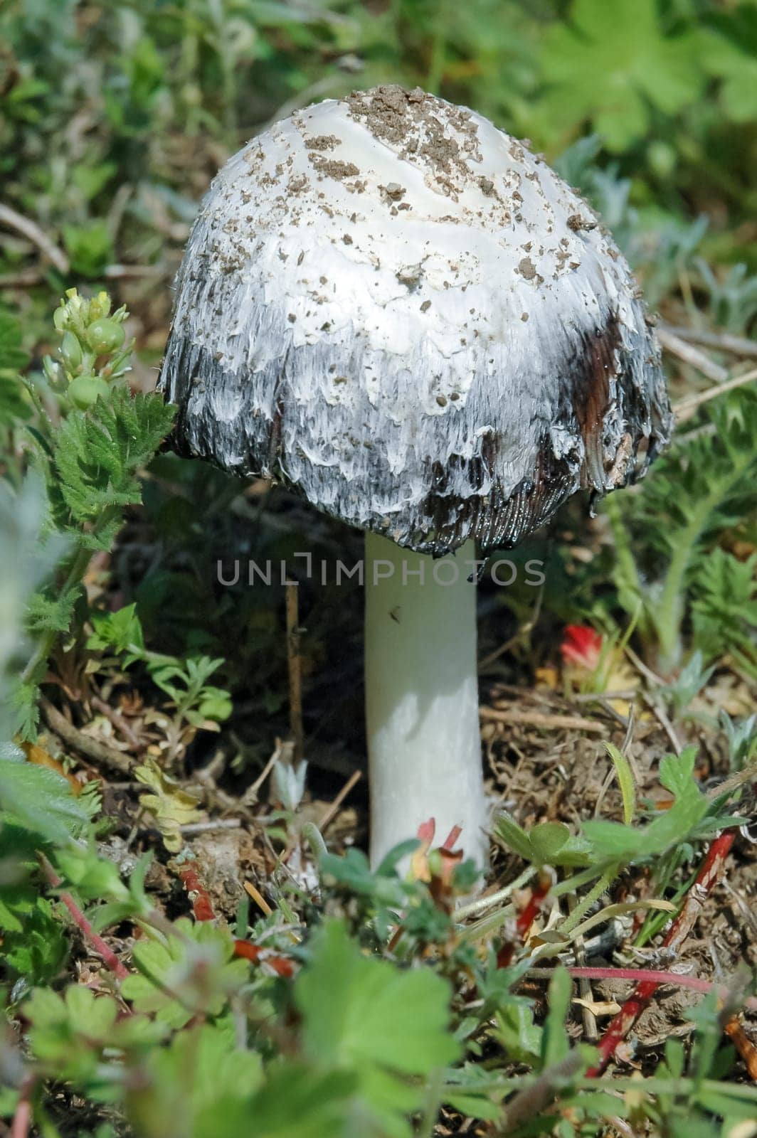 (Coprinus comatus), an inedible mushroom among grassy vegetation