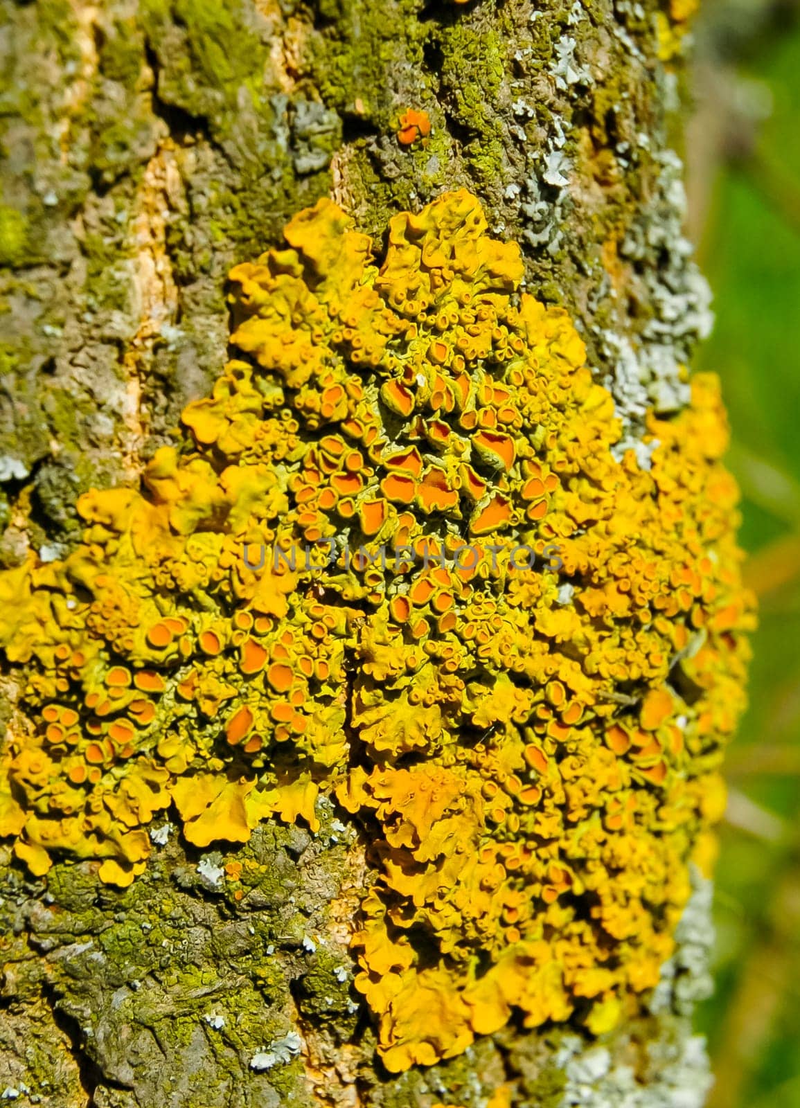 Yellow lichen on the trunk of an old tree, symbiosis of fungus and algae