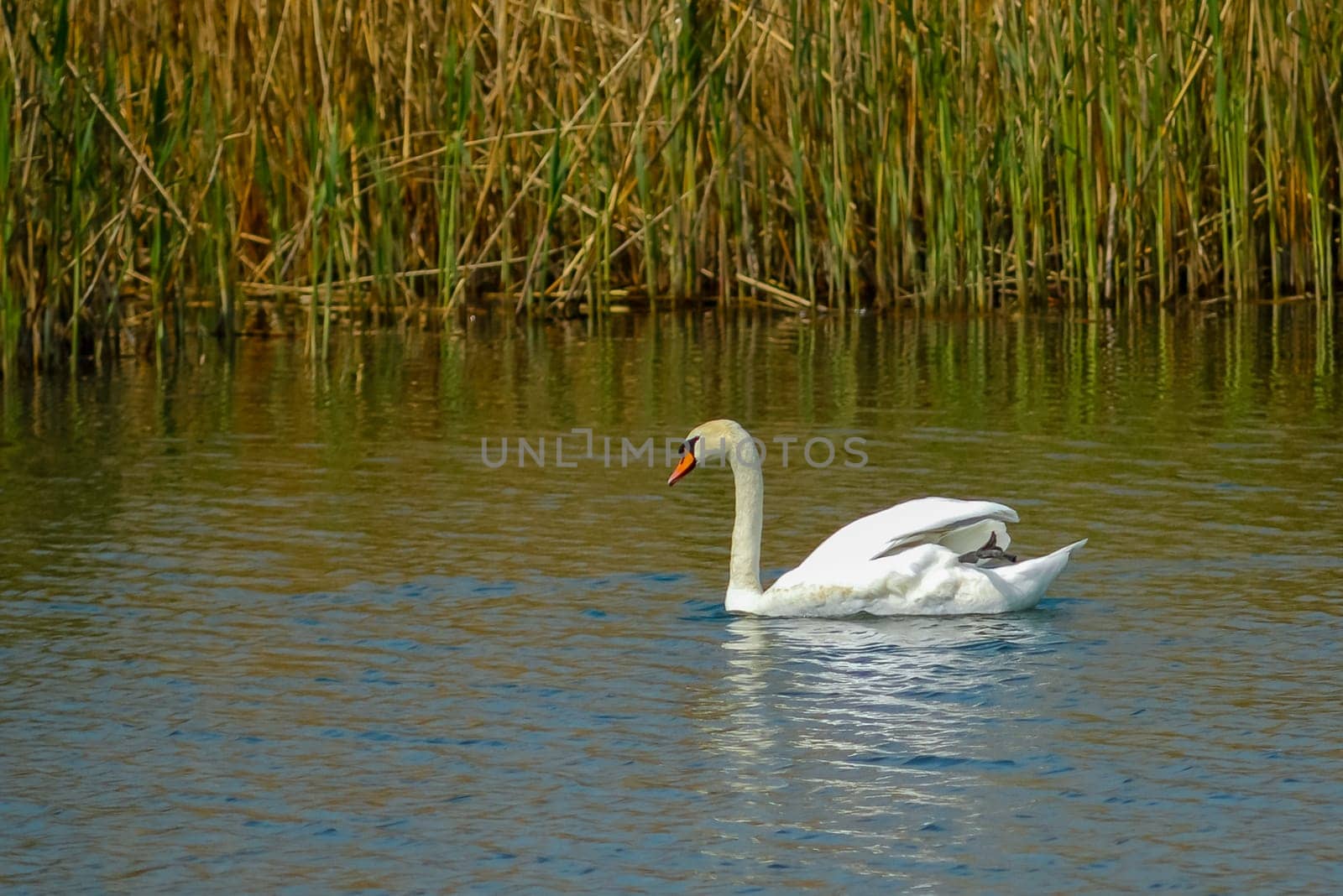 a white swan (Cygnus olor), floating near a thicket of reeds