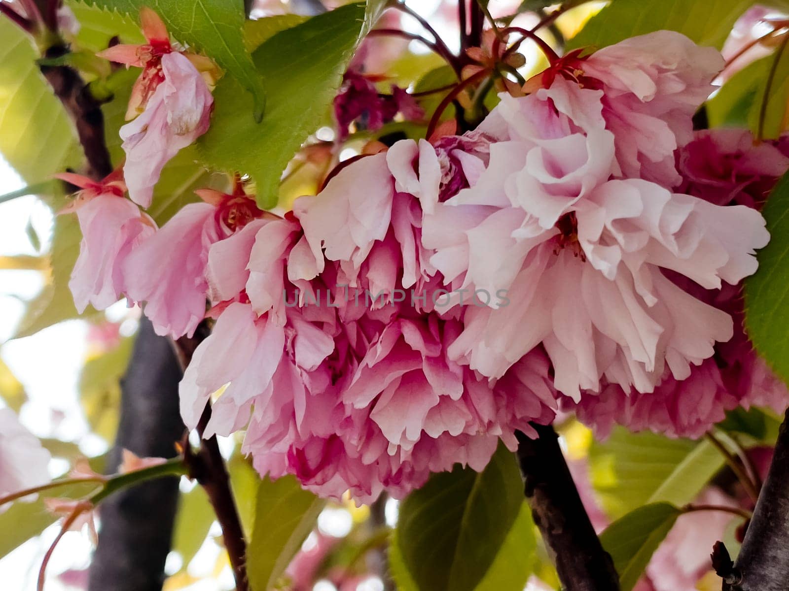 Delicate cherry blossoms in spring, close-up.