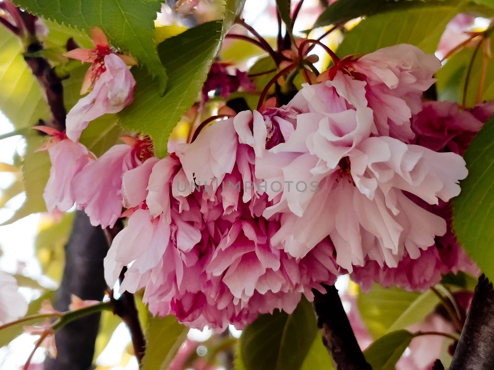 Delicate cherry blossoms in spring, close-up. by leonik