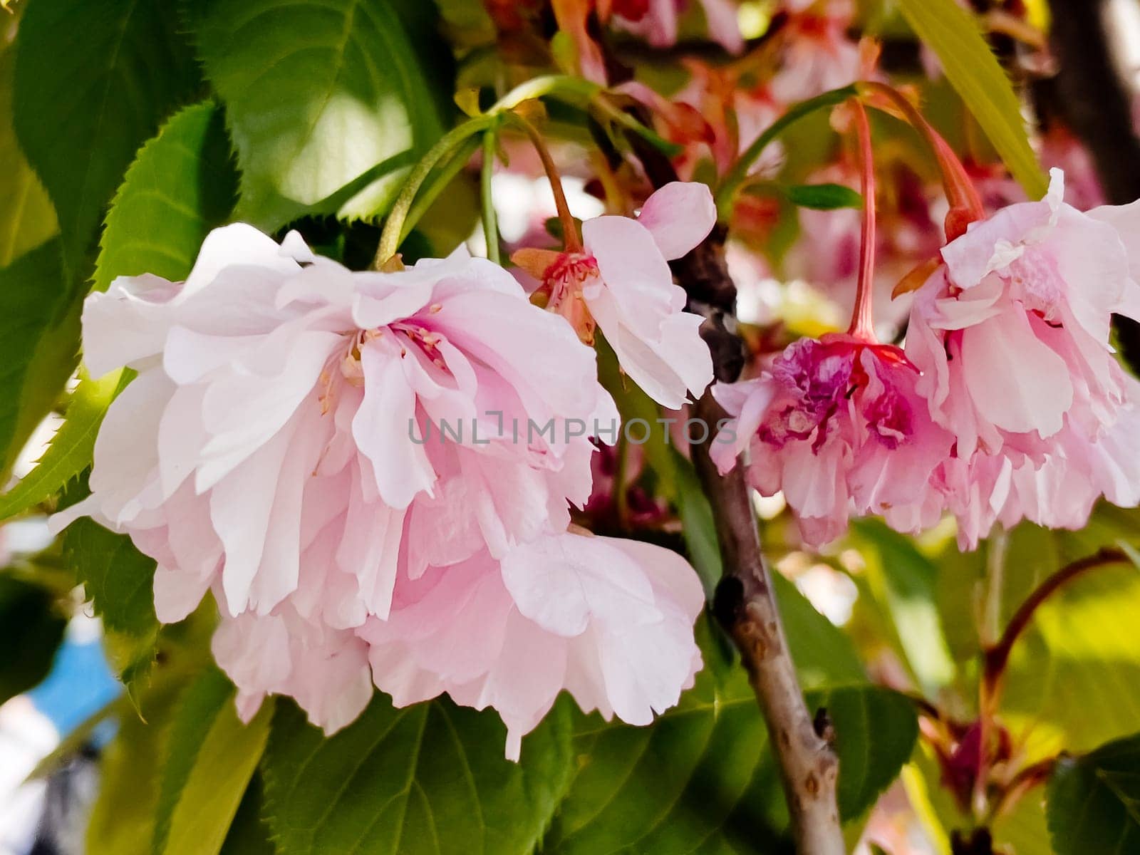 Delicate cherry blossoms in spring, close-up.