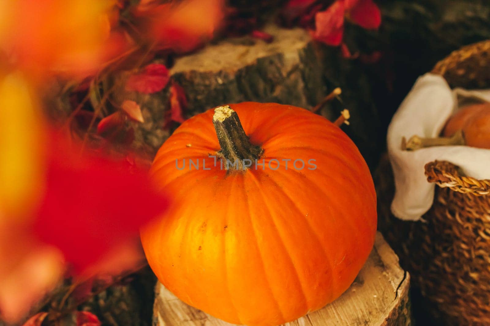 Autumn background with pumpkin close up on table by Fabrikasimf
