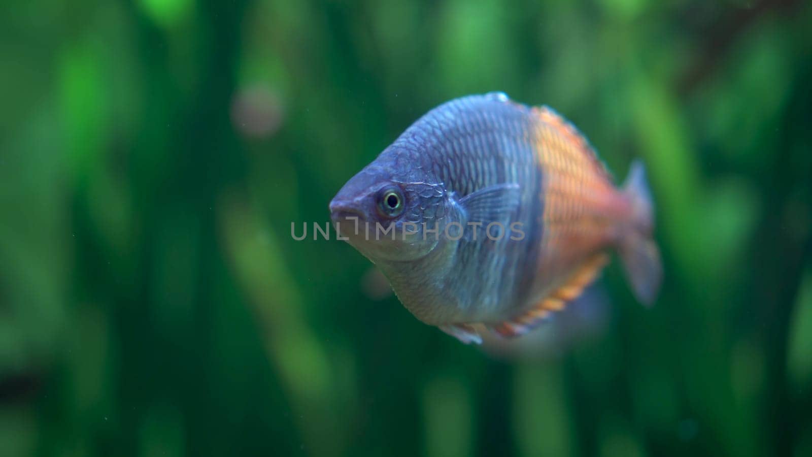 Fish Boesman's Rainbow on the background of underwater grass. Exotic fish with a sad face underwater. 4k