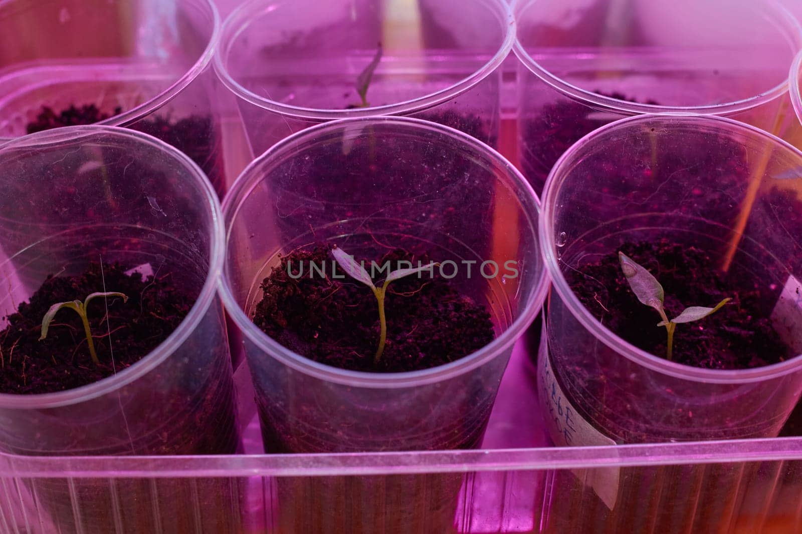 Photograph of pepper sprouts in plastic cups under an ultraviolet lamp. Growing seedlings of vegetables at home. Garden and cottage. Plants .