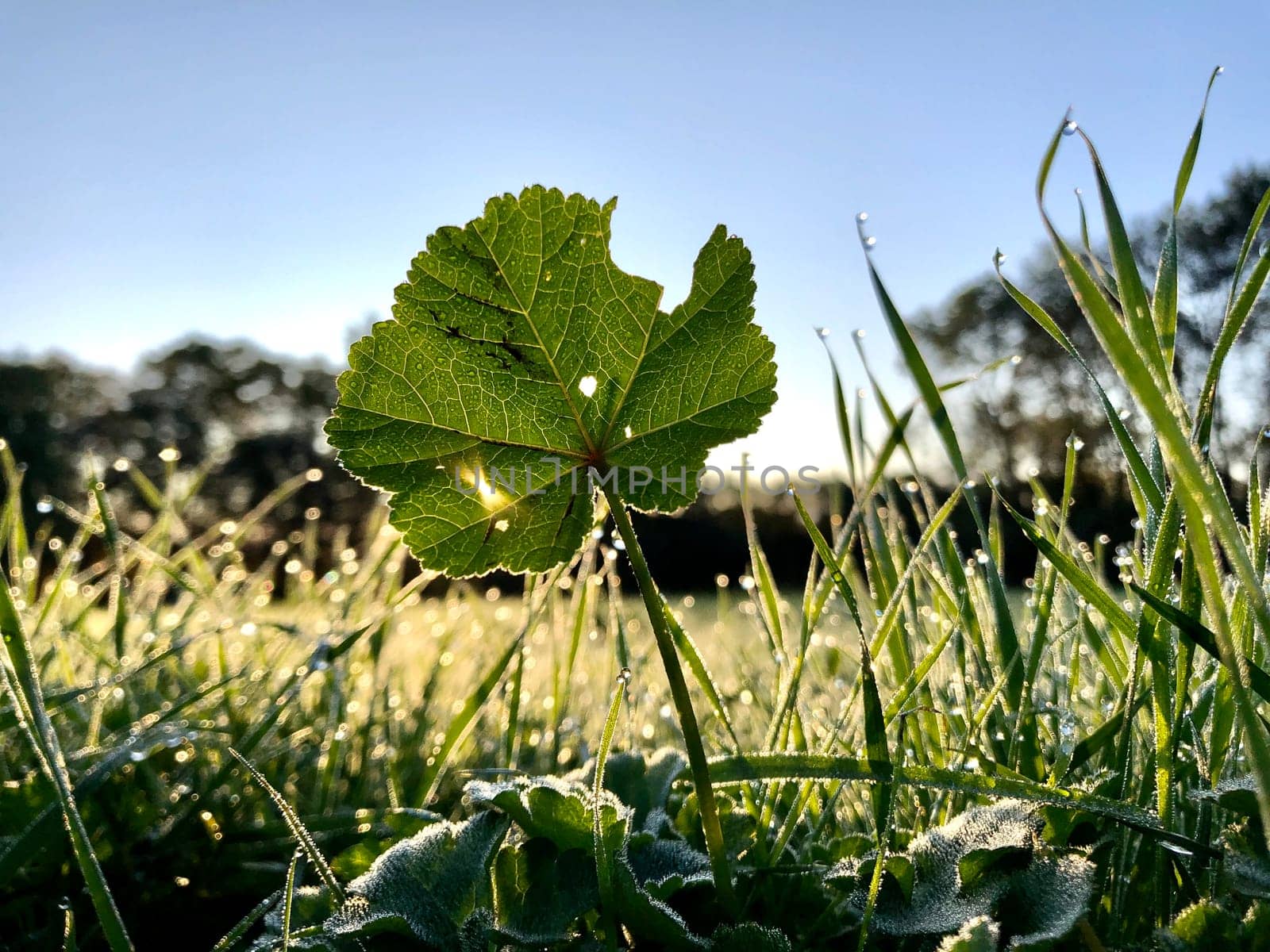 Green backlighted plant leaf on a field. Early morning, dew on the grass. Summer natural concept.