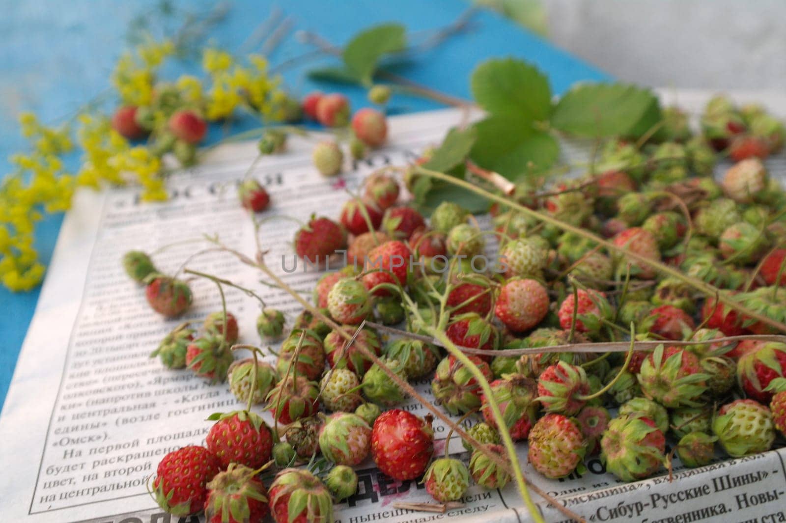 Ripe red fruits of a strawberry plant on a blue background by fireFLYart